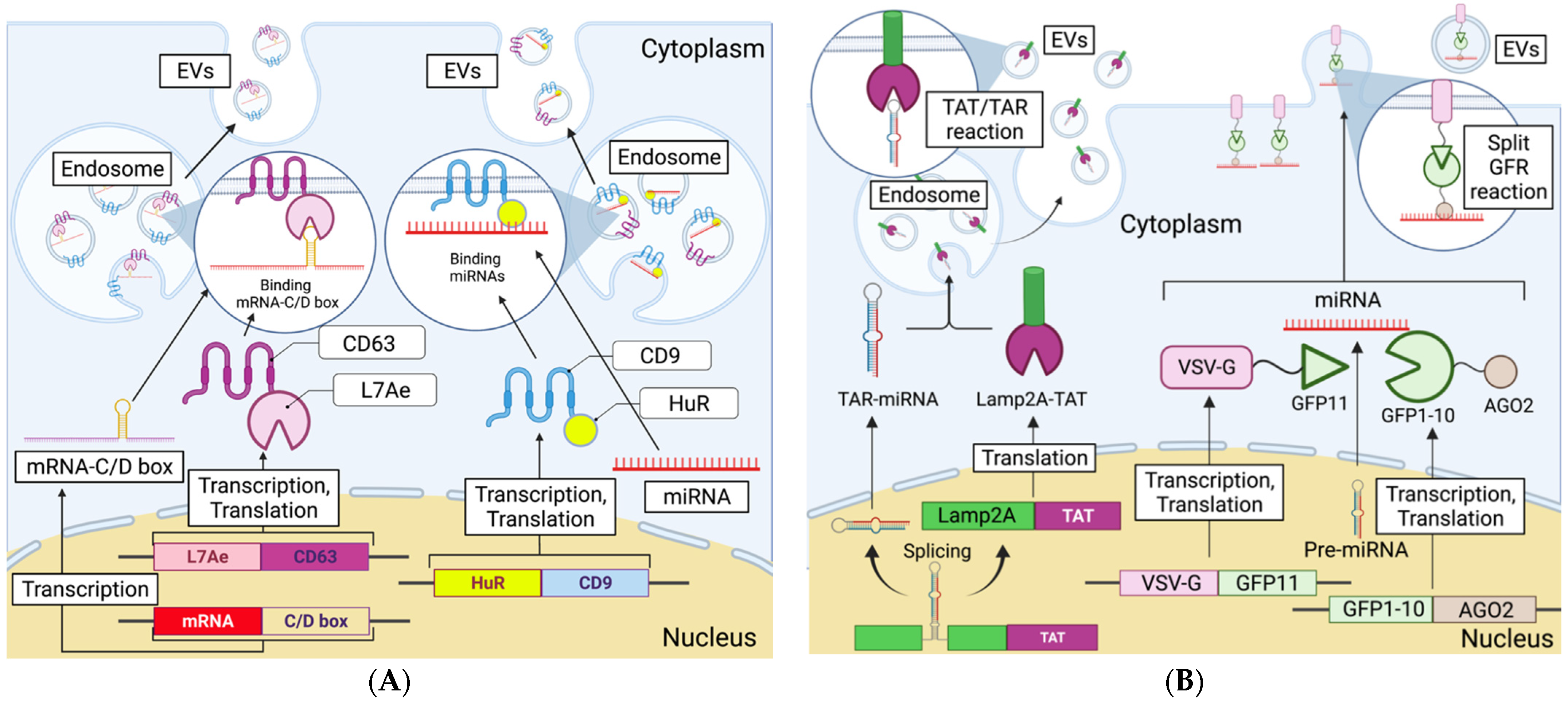 Cancers 13 06137 g002 550