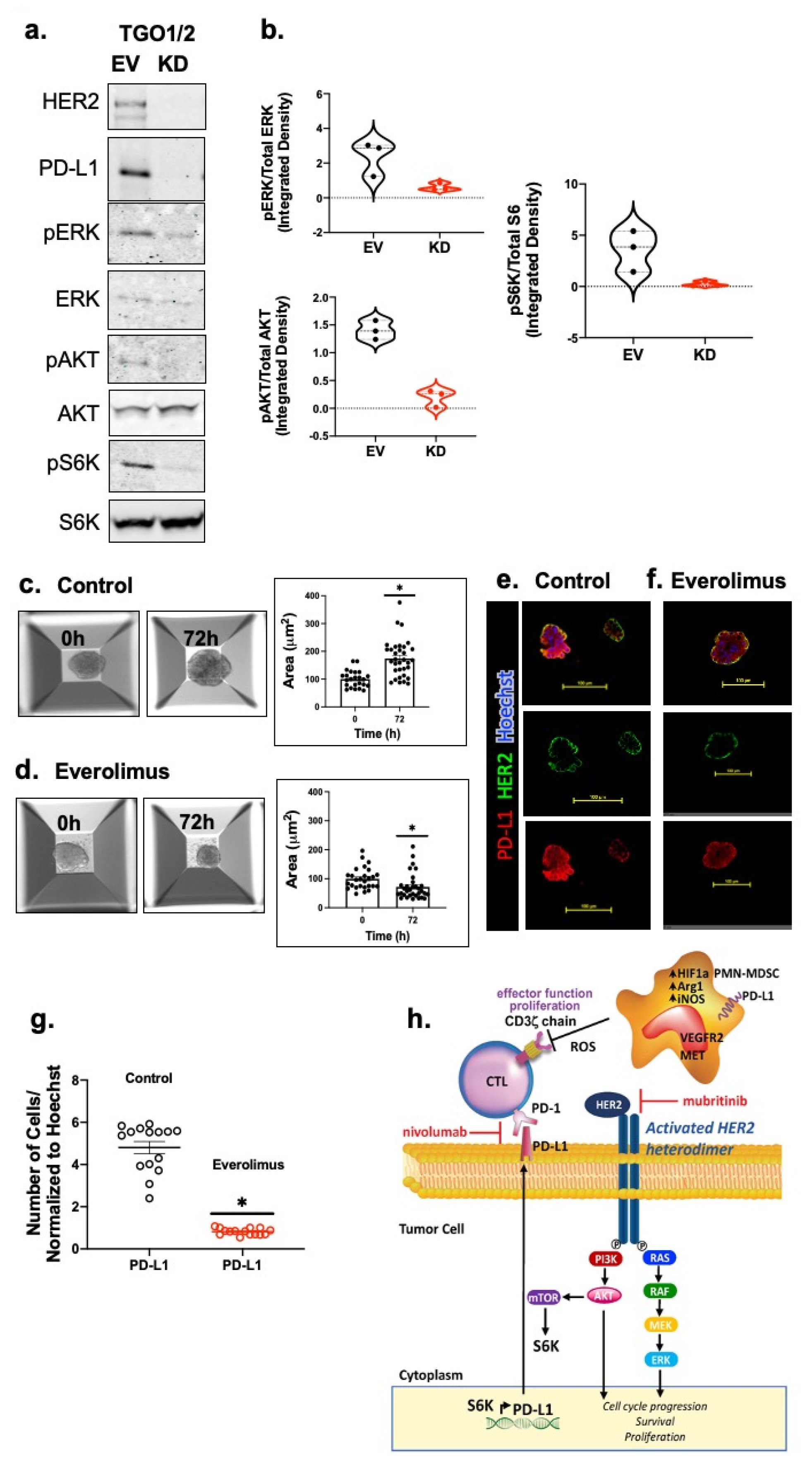 Cancers 13 06158 g008