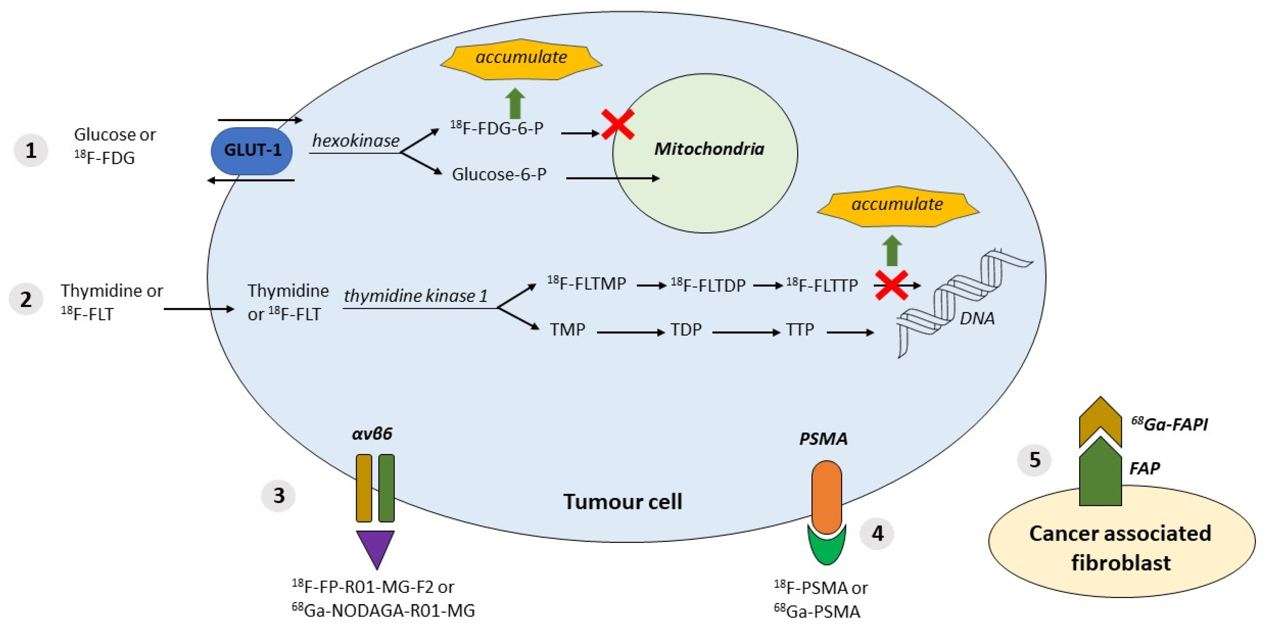 Cancers 13 06164 g001 Cancers 13 06164 g001
