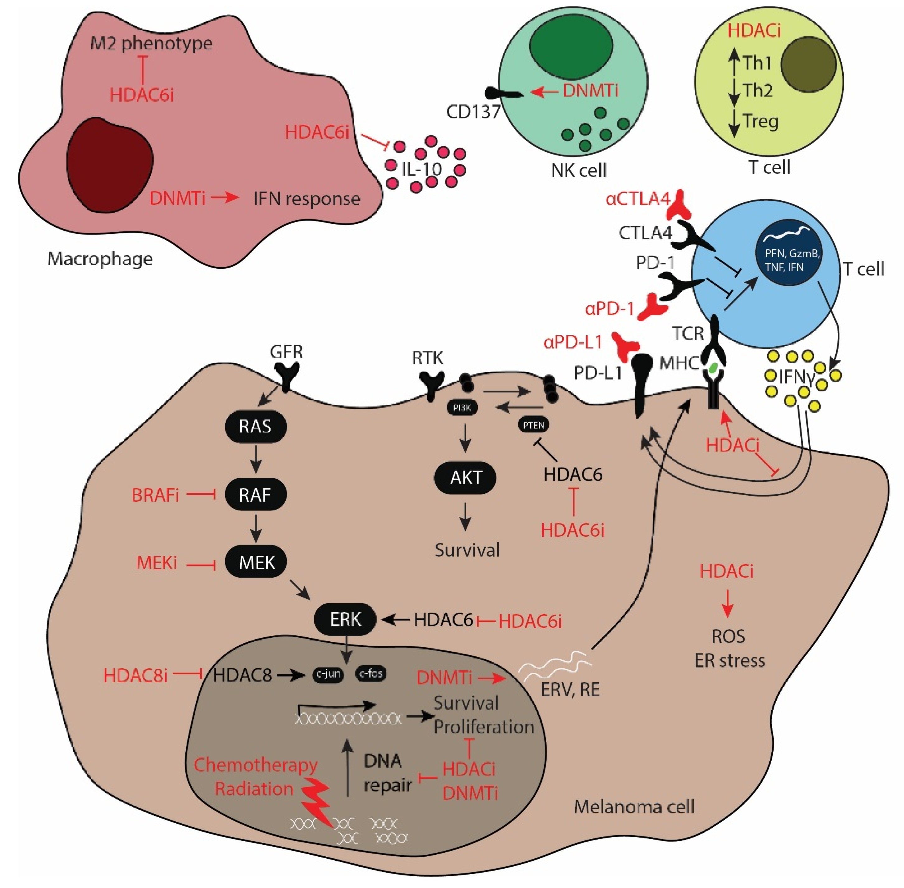 Full article: Epigenetic treatment of multiple myeloma mediates tumor  intrinsic and extrinsic immunomodulatory effects