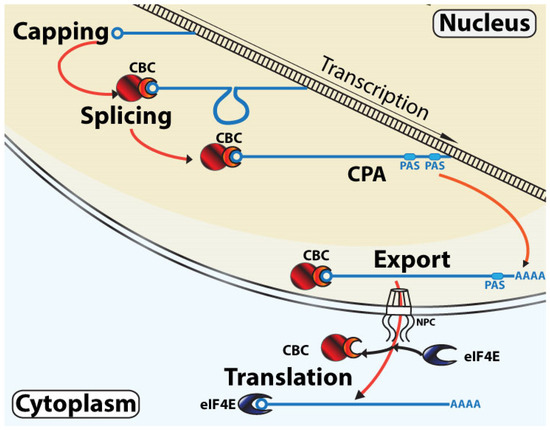 Eukaryotic Transcription Factors ハードカバー Interplay between cofactors and transcription factors in