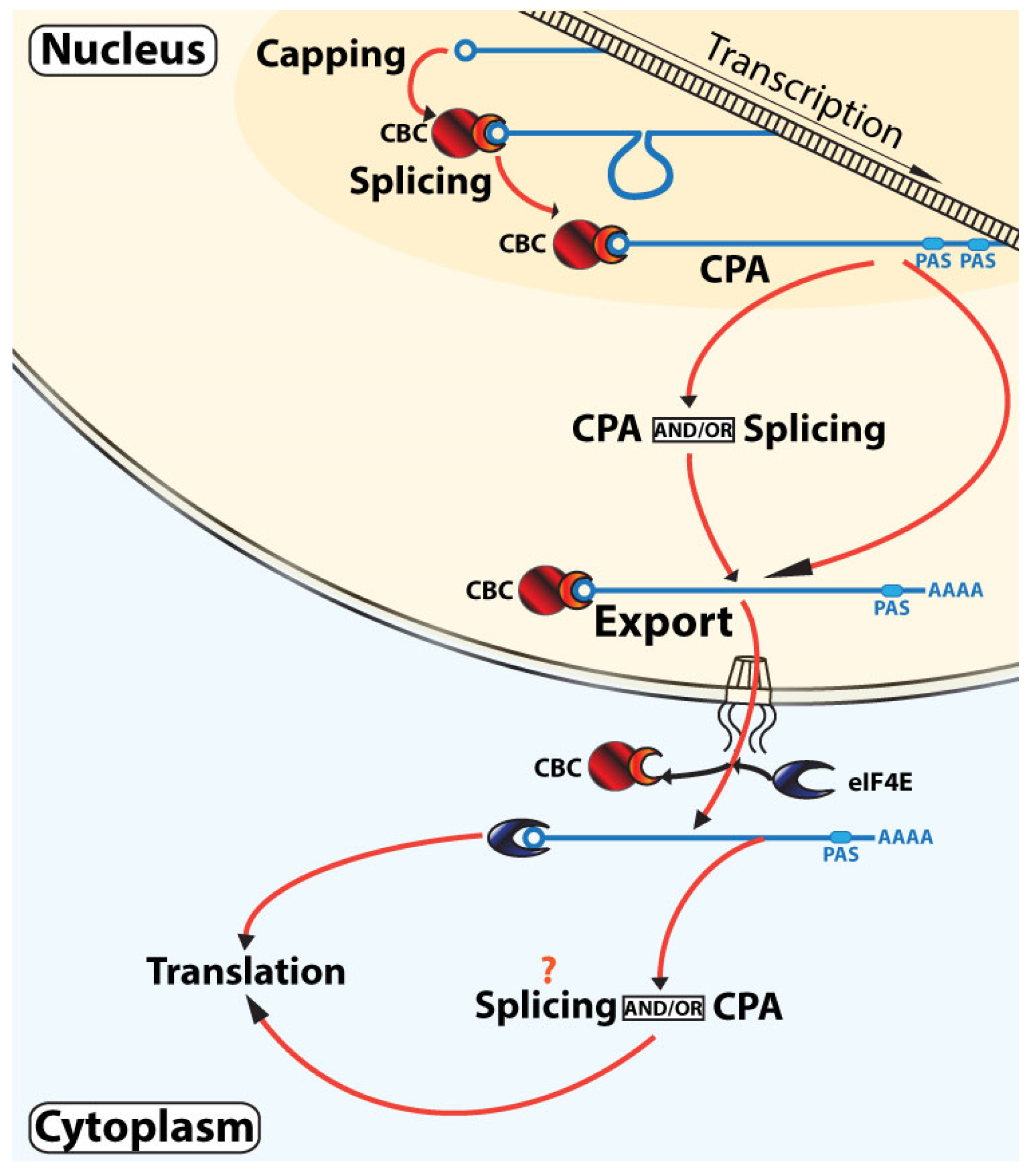 Eukaryotic Transcription Factors ハードカバー Complex Interdependence Regulates Heterotypic Transcription