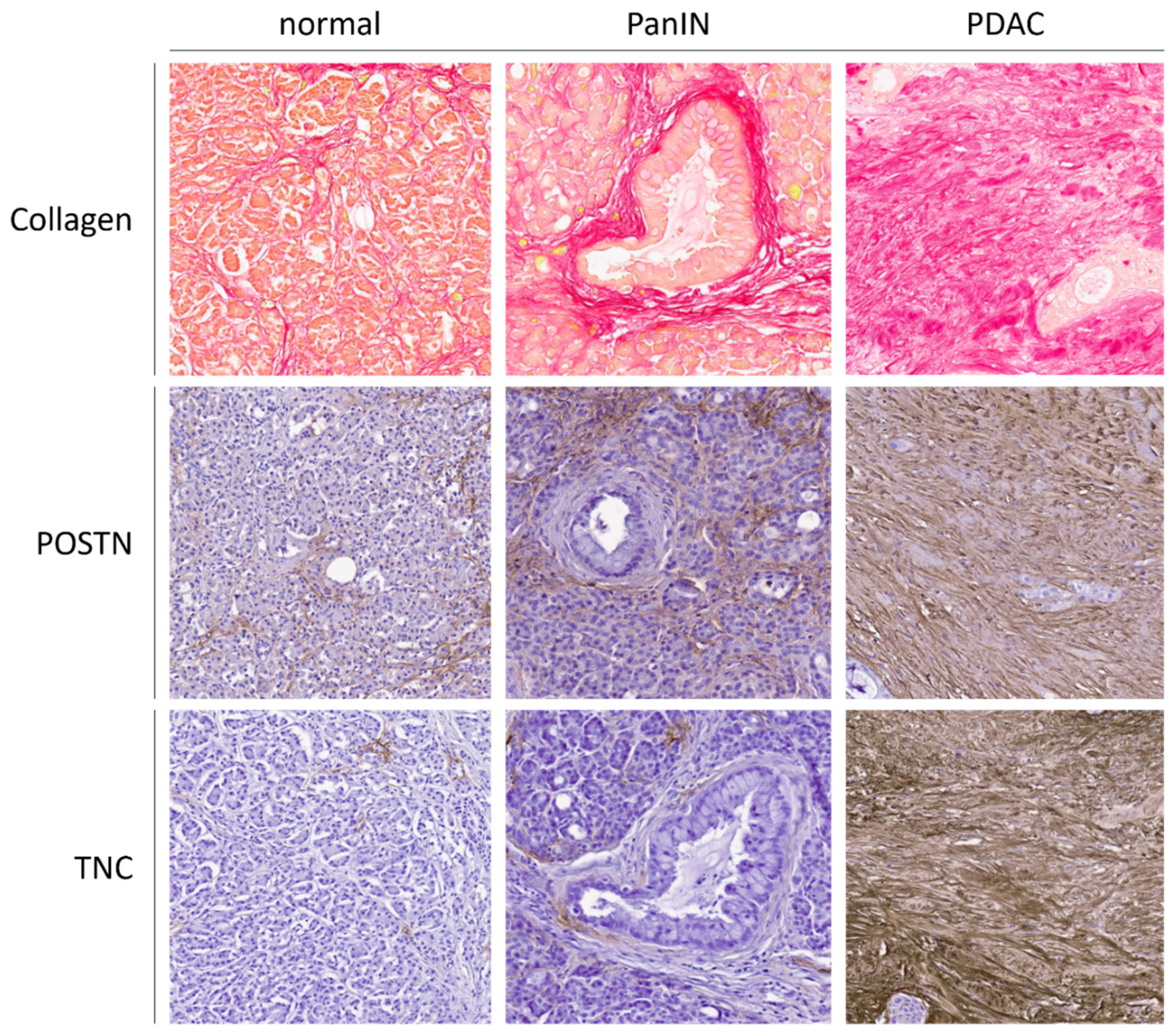 Cancers 13 06188 g002