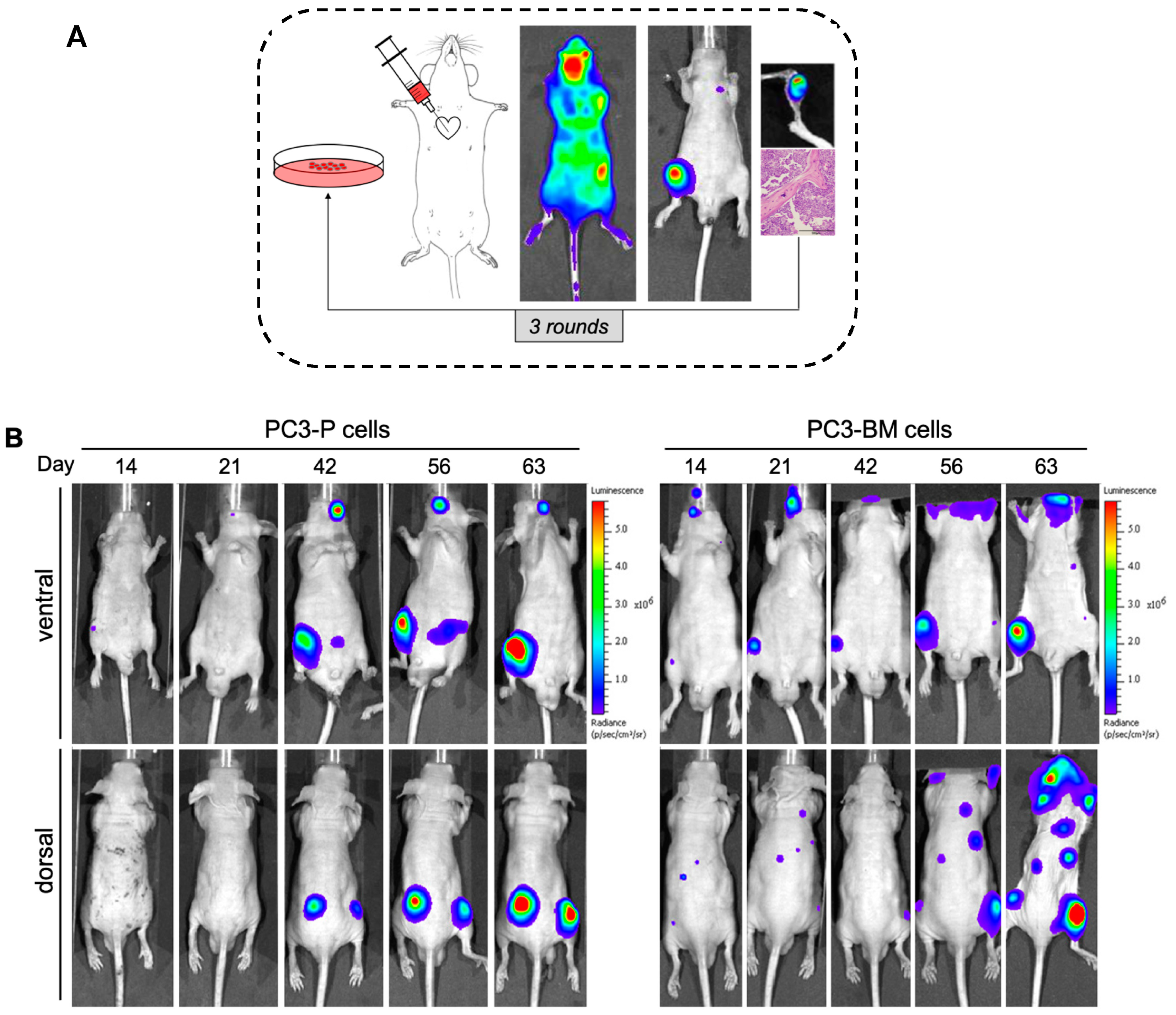 Cancers 13 06202 g001a