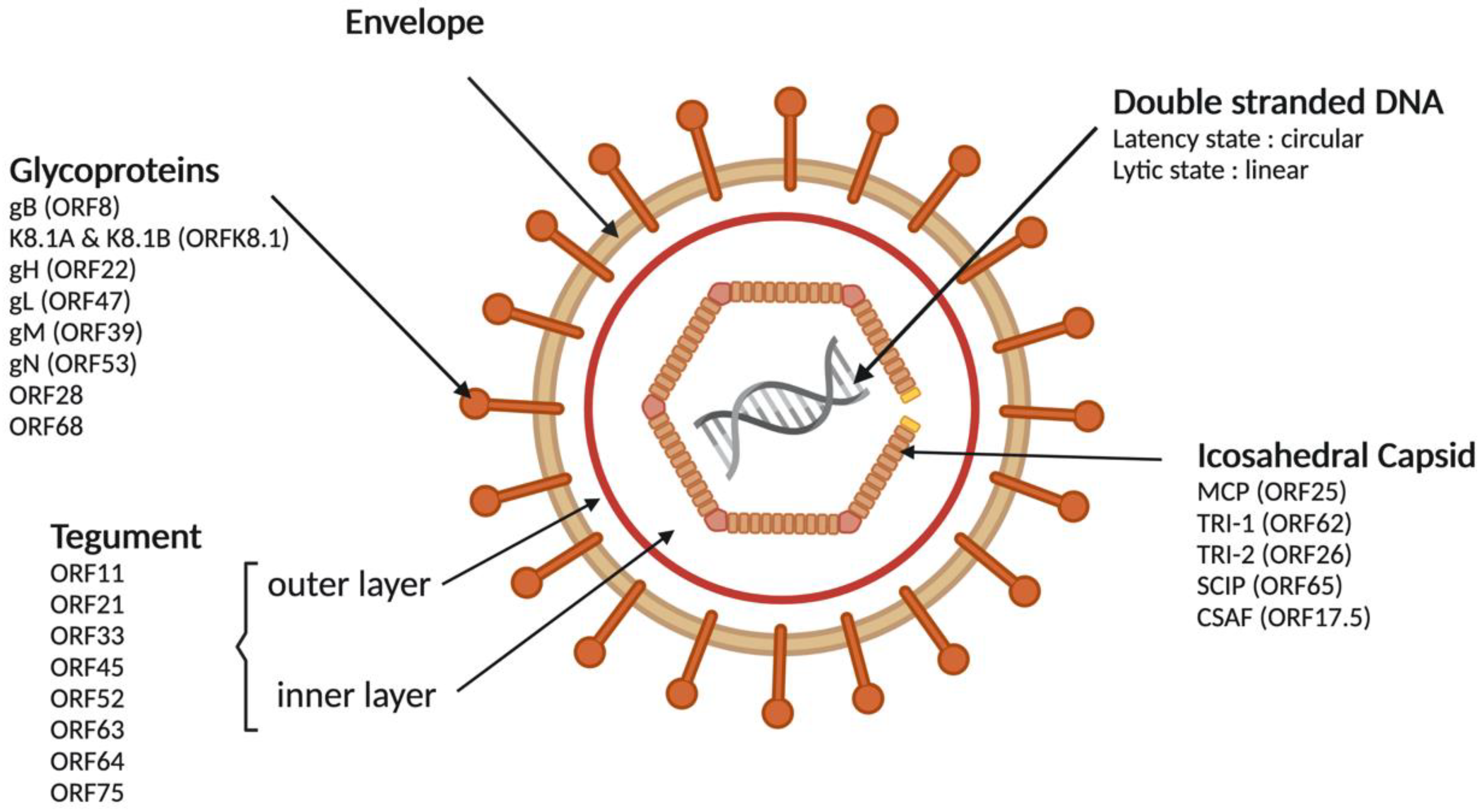 Cancers Free Full Text Kaposi Rsquo S Sarcoma Associated Herpesvirus The Etiological Agent Of All Epidemiological Forms Of Kaposi Rsquo S Sarcoma Html
