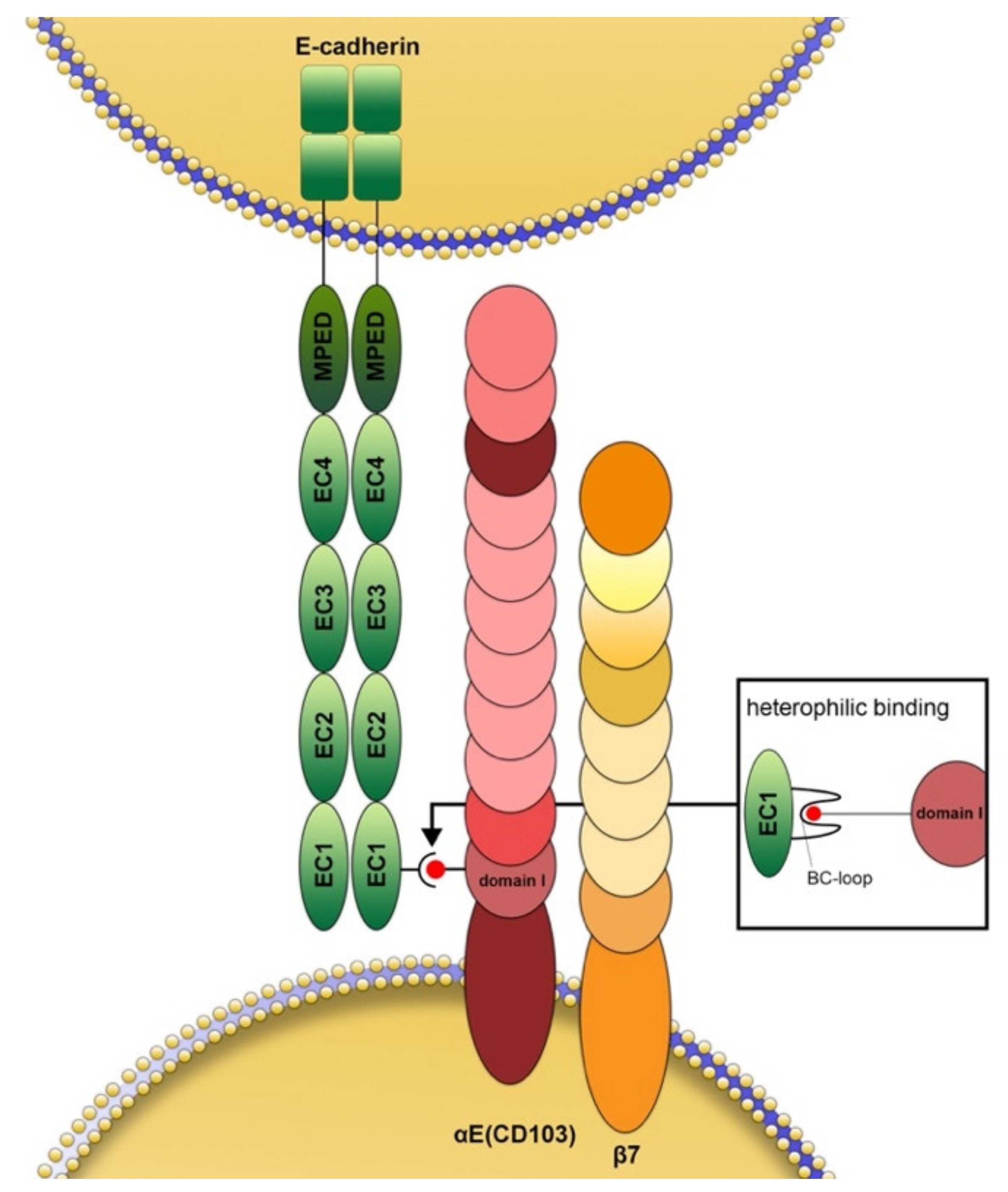 Cancers 13 06211 g001