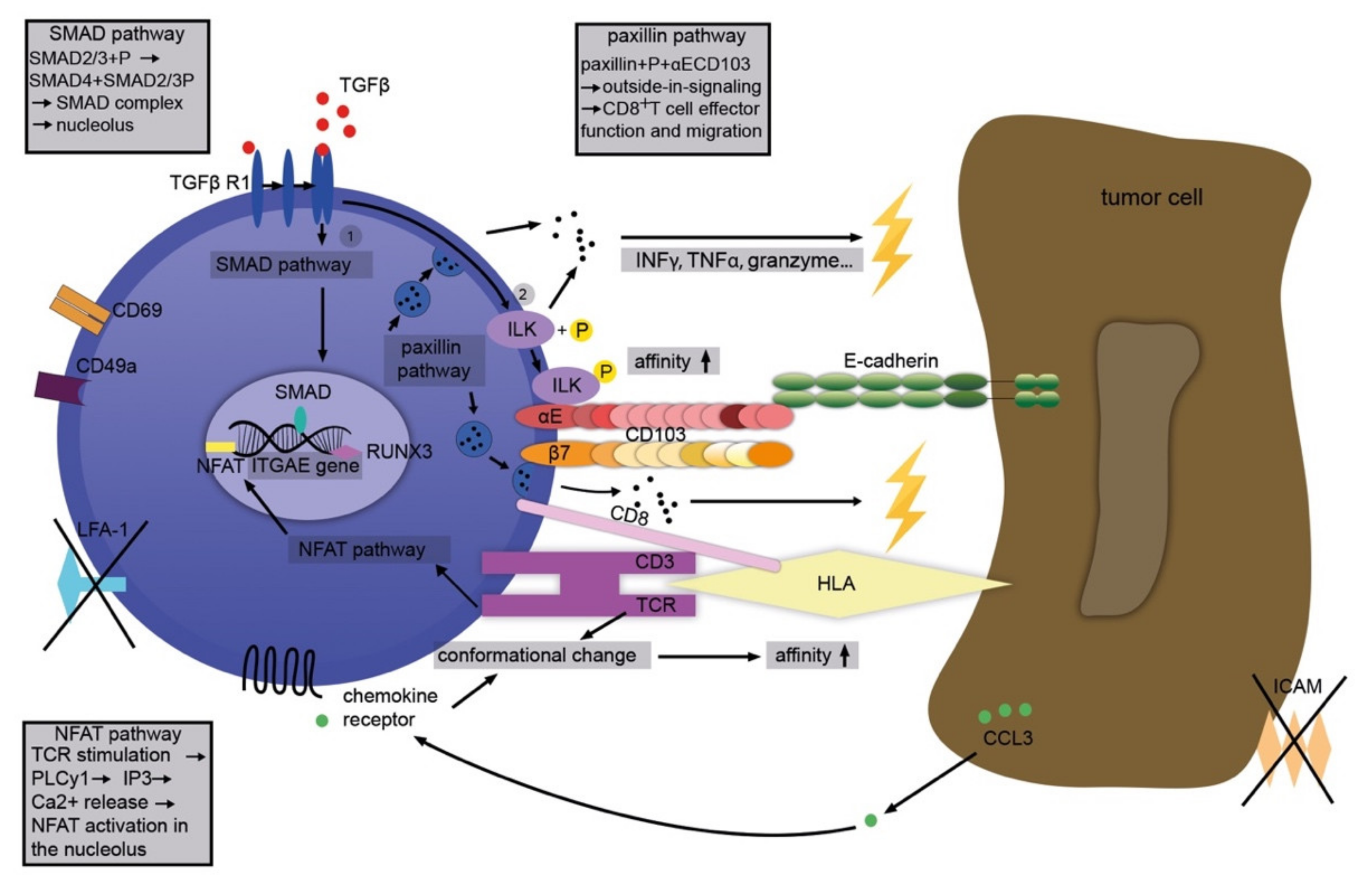 Cancers 13 06211 g002