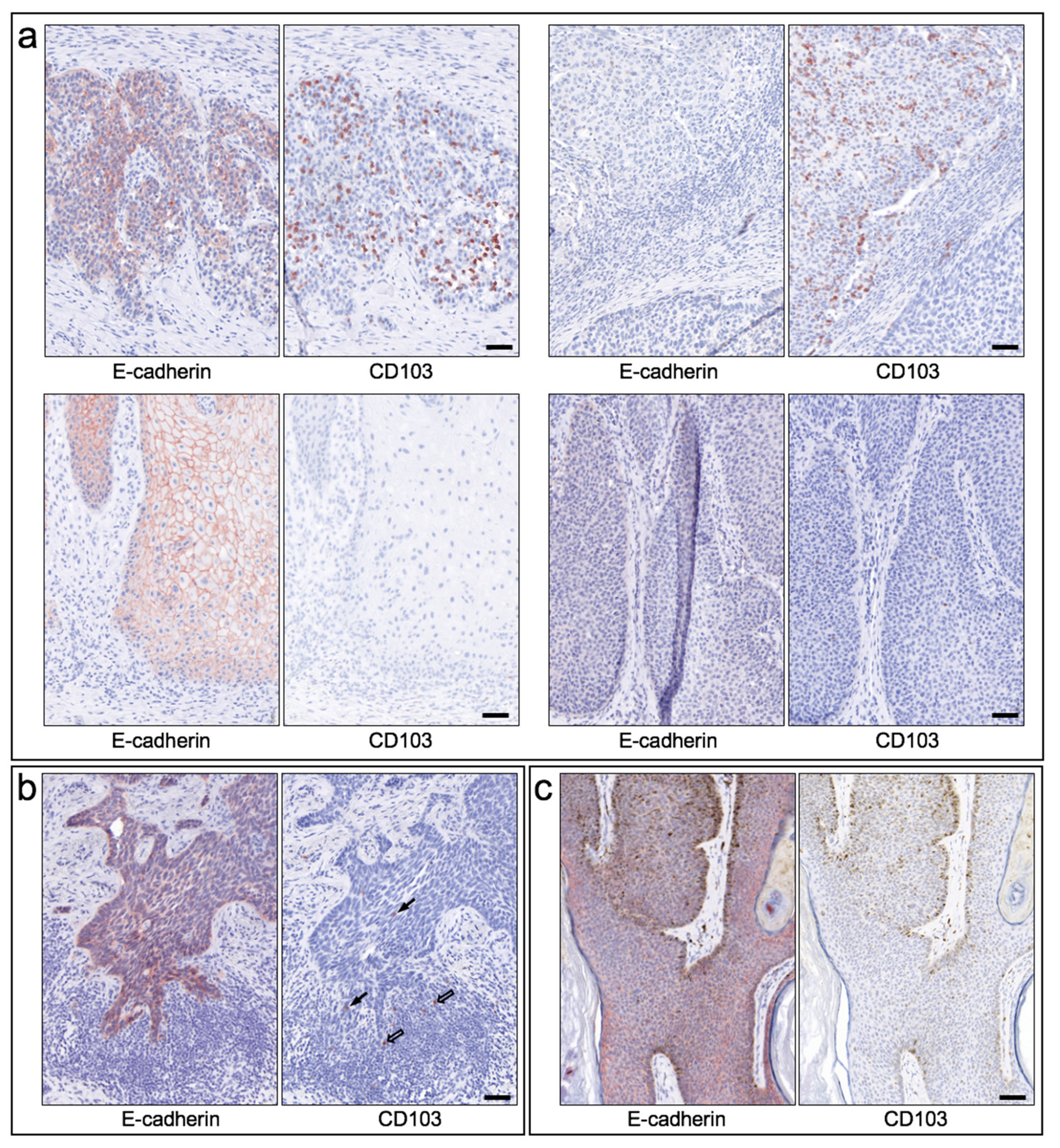 Cancers 13 06211 g004