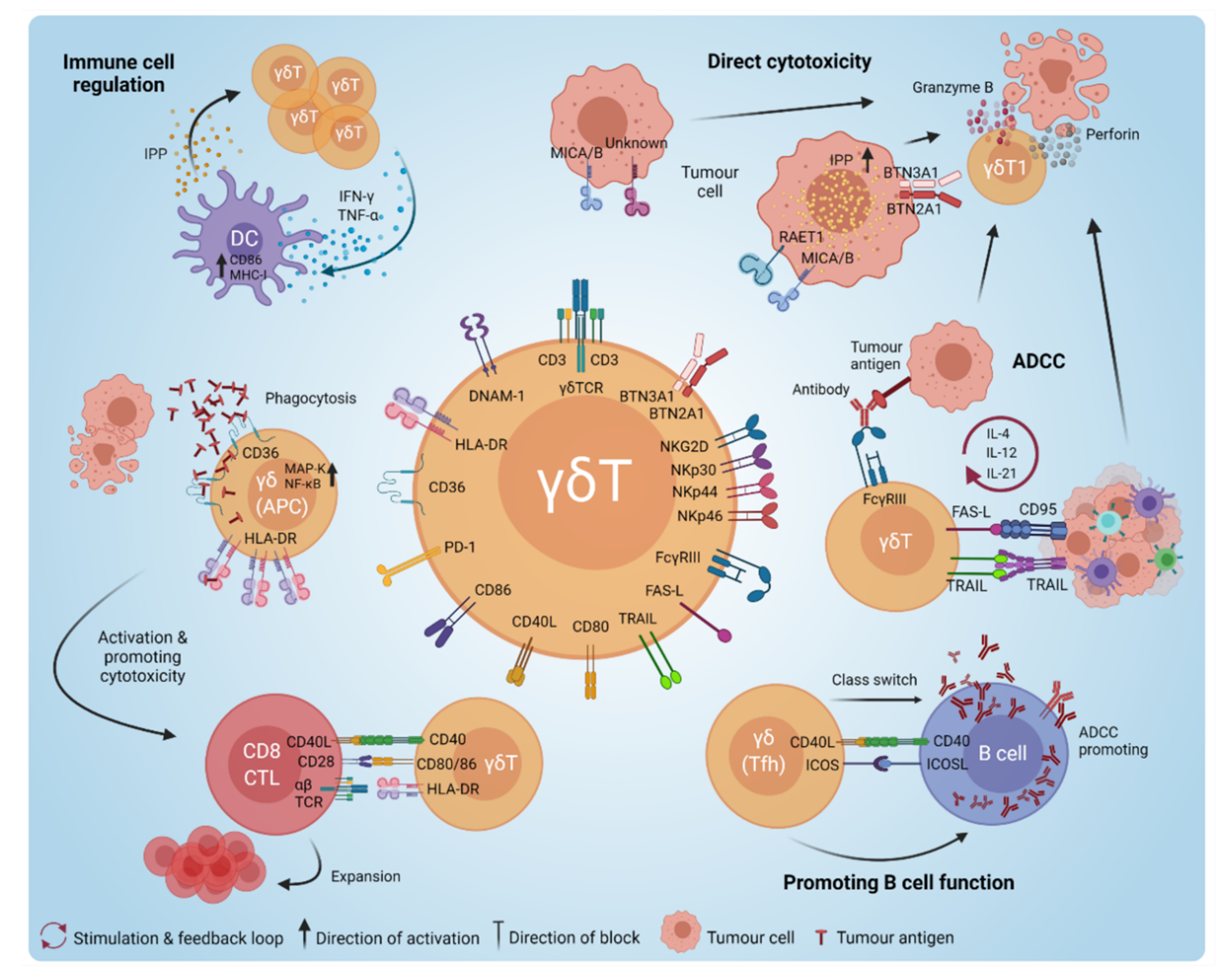 Cancers 13 06212 g002