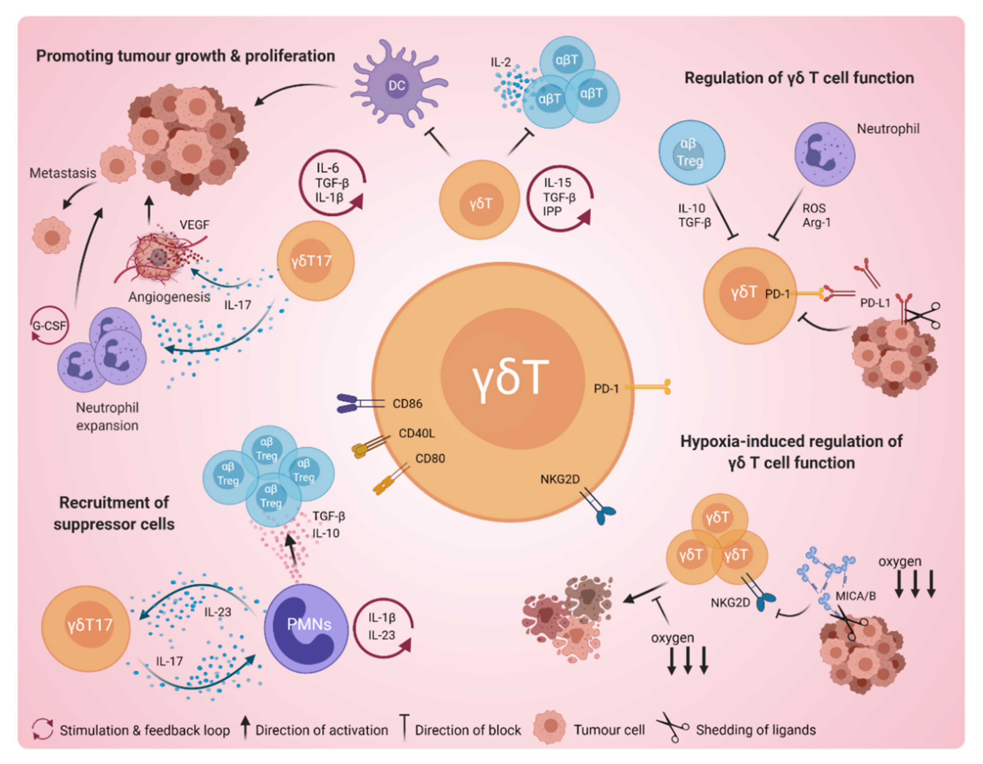 Cancers 13 06212 g003