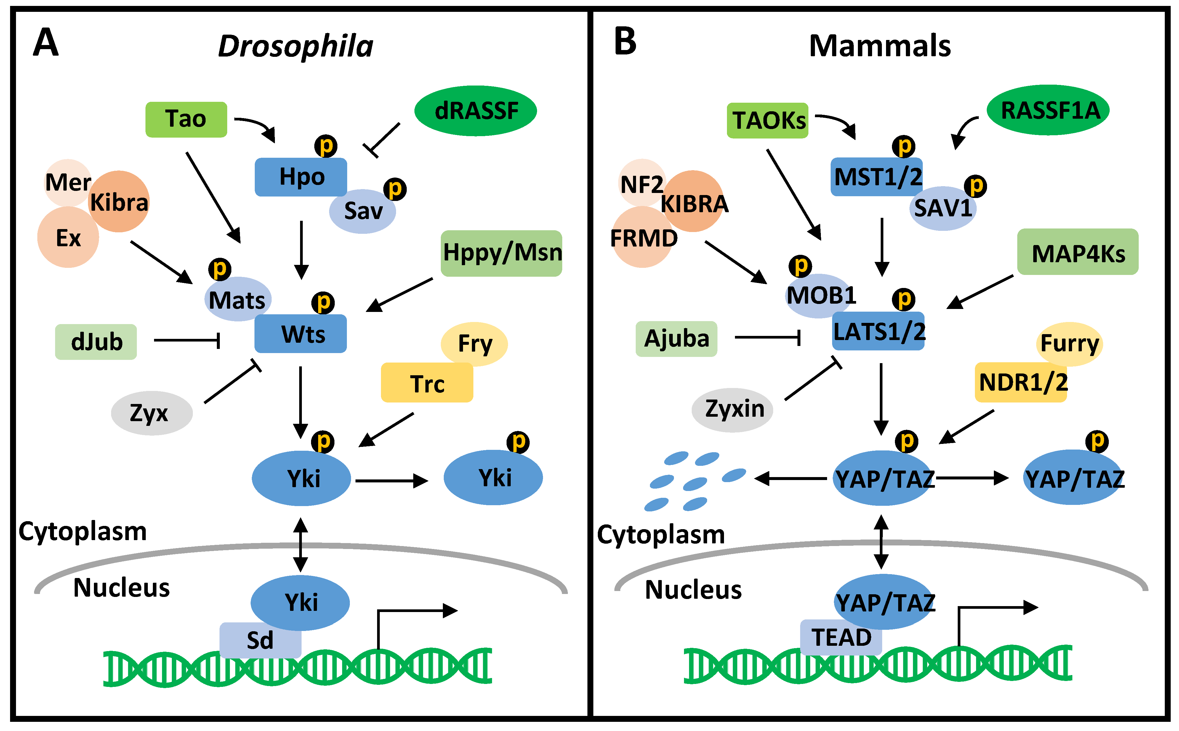 Cancers 13 06214 g001 Cancers 13 06214 g001