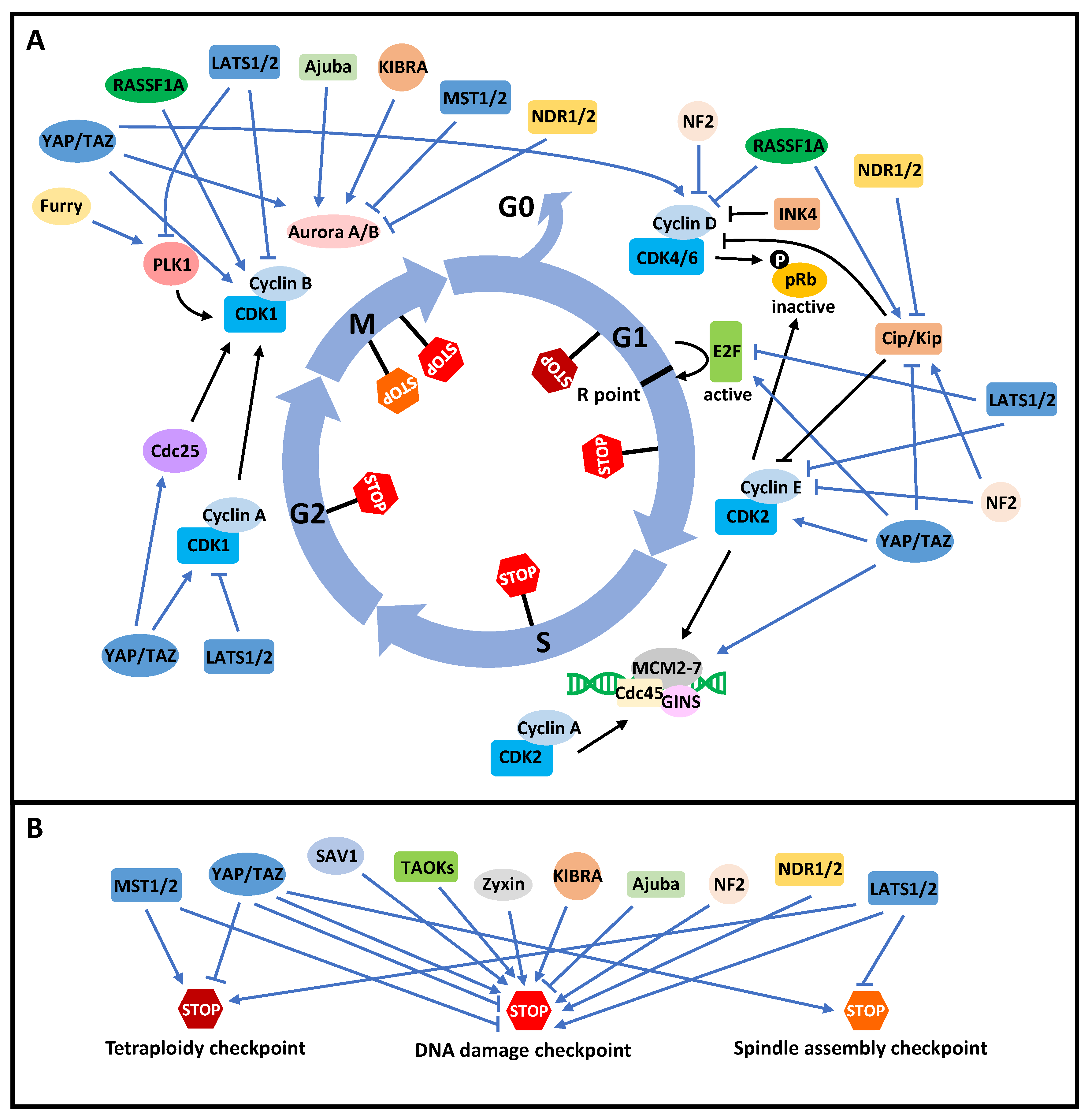 Cancers 13 06214 g002 Cancers 13 06214 g002