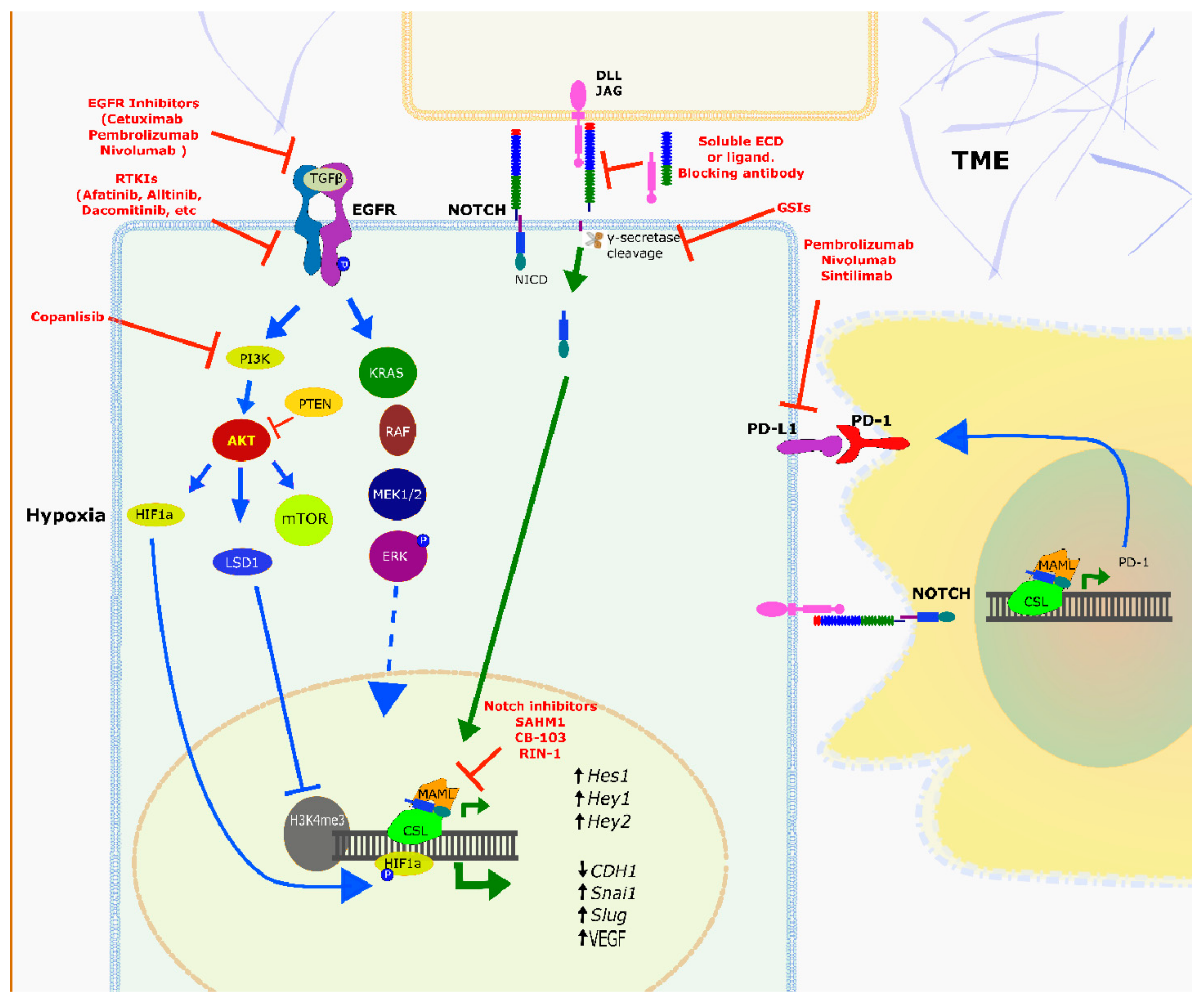 Cancers 13 06219 g006