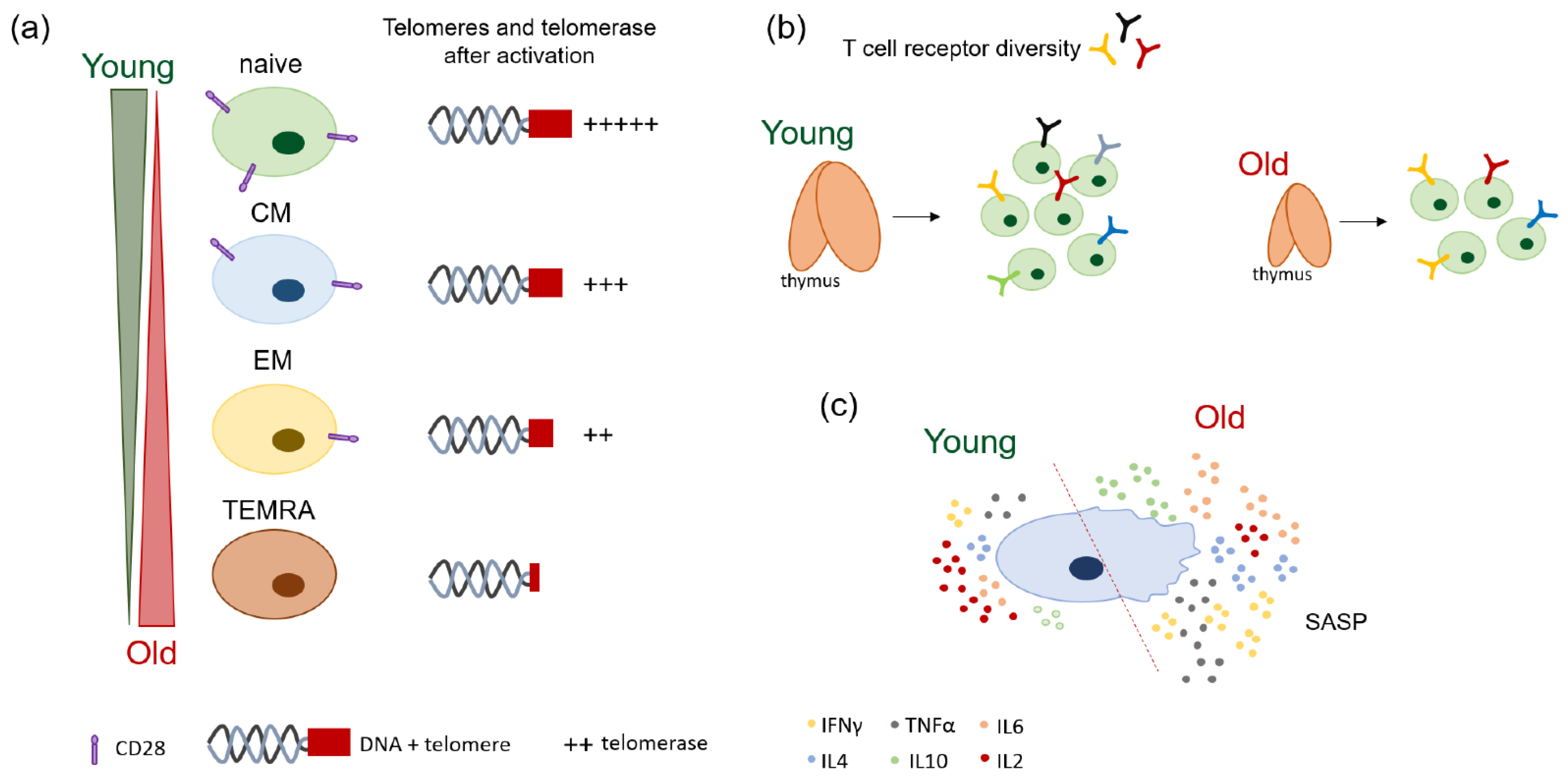 Cancers 13 06227 g001
