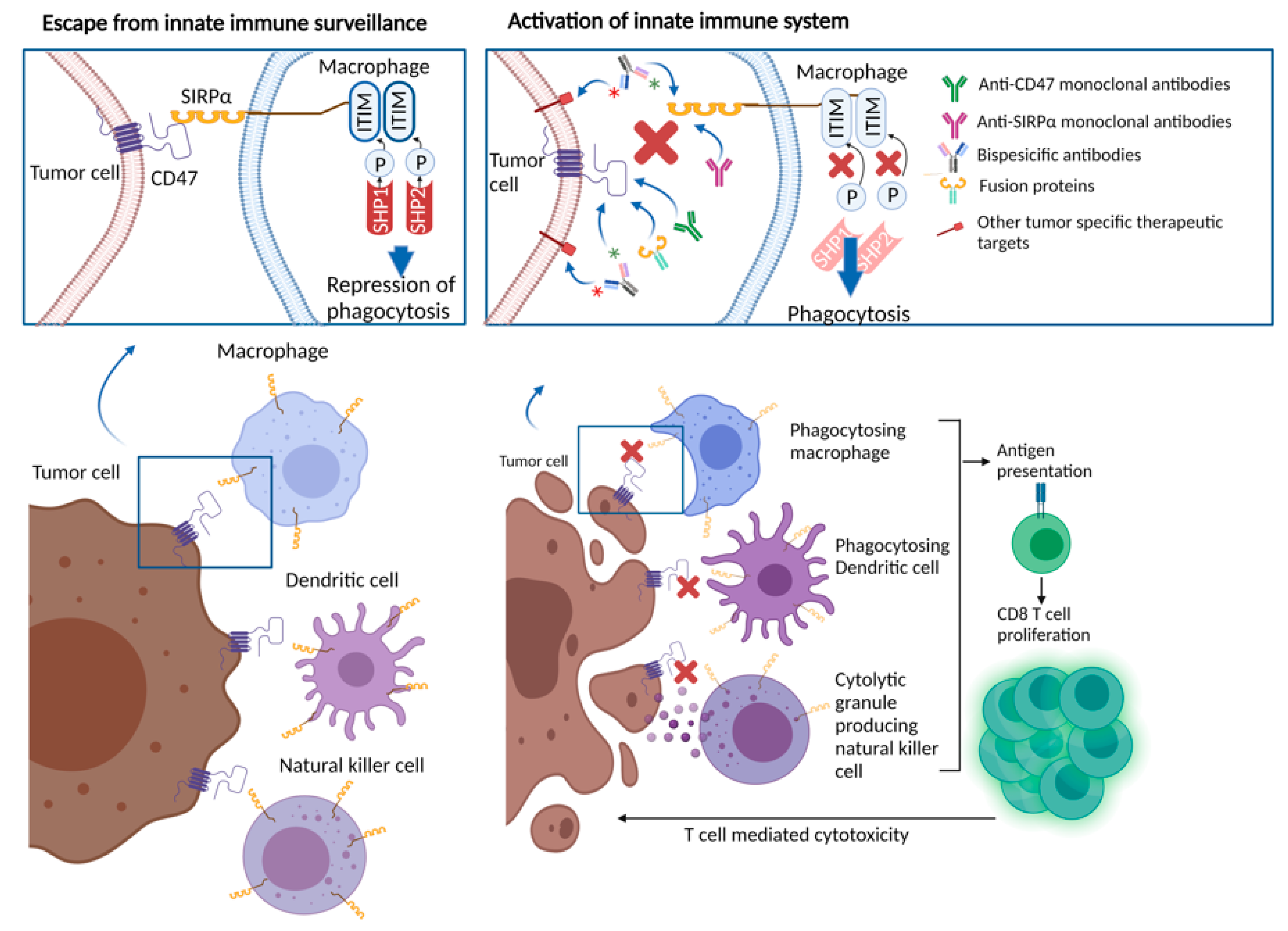 Cancers 13 06229 g001 Cancers 13 06229 g001