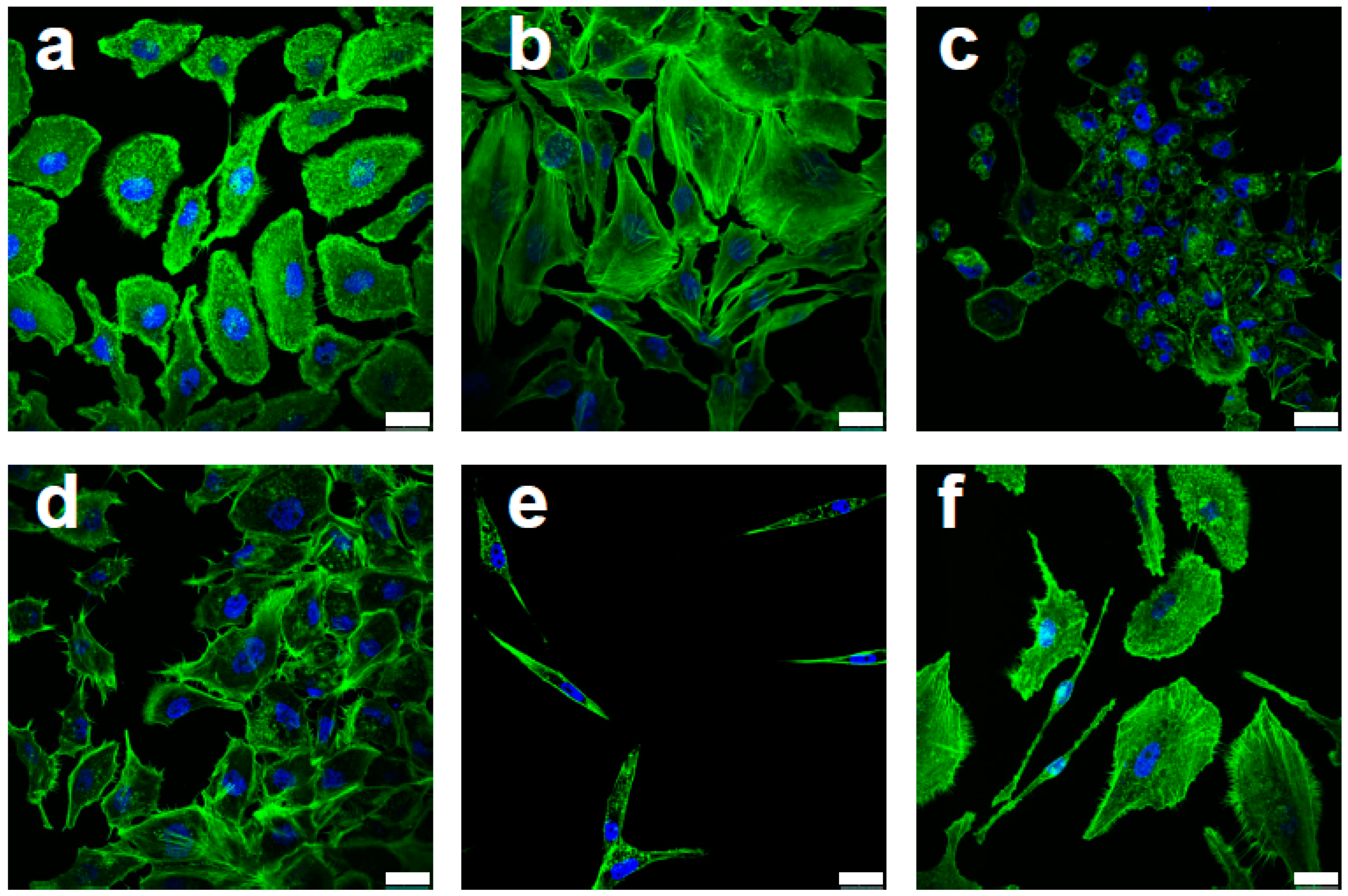 Cancers 13 06232 g001