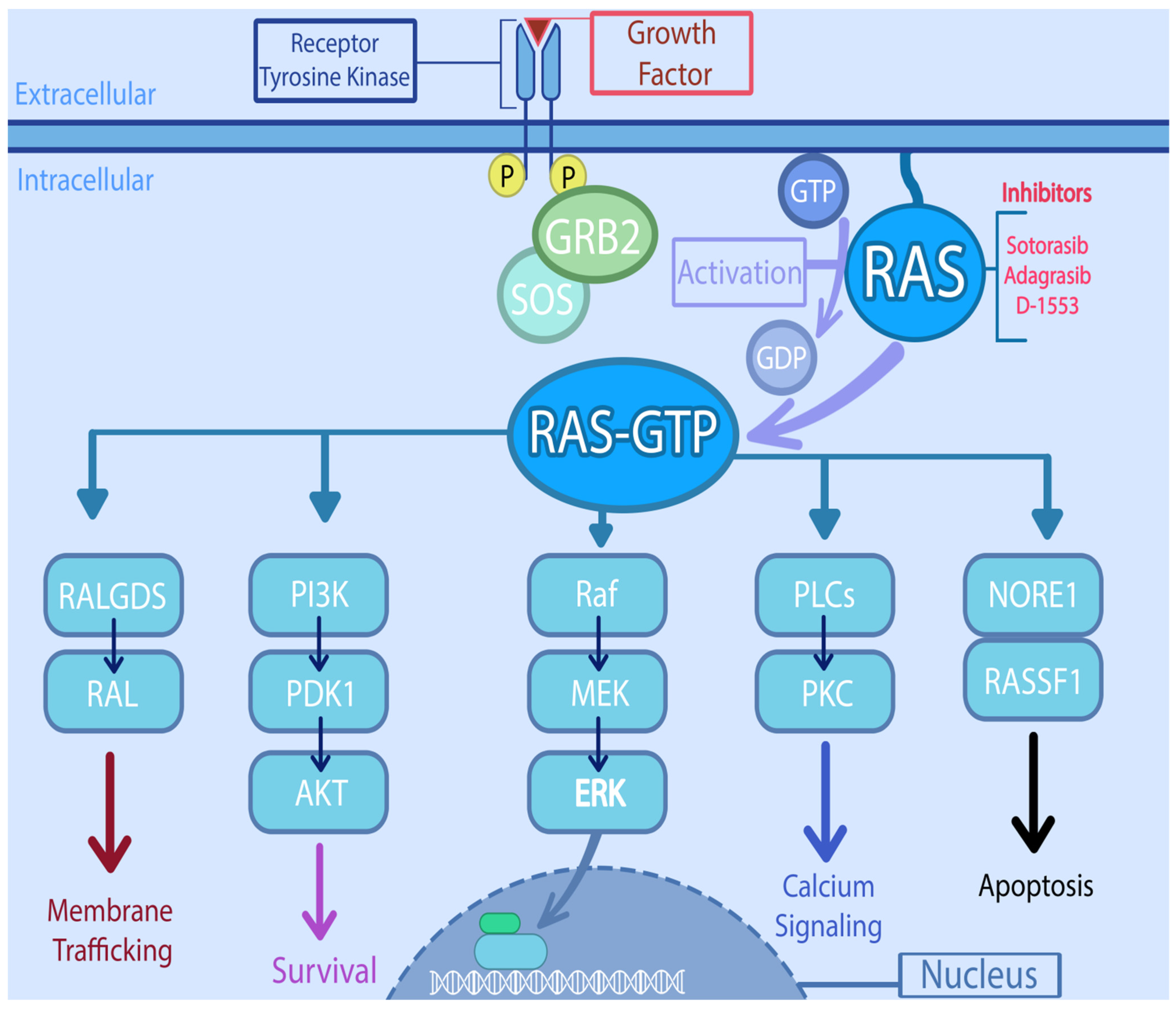 Cancers 13 06233 g001 550