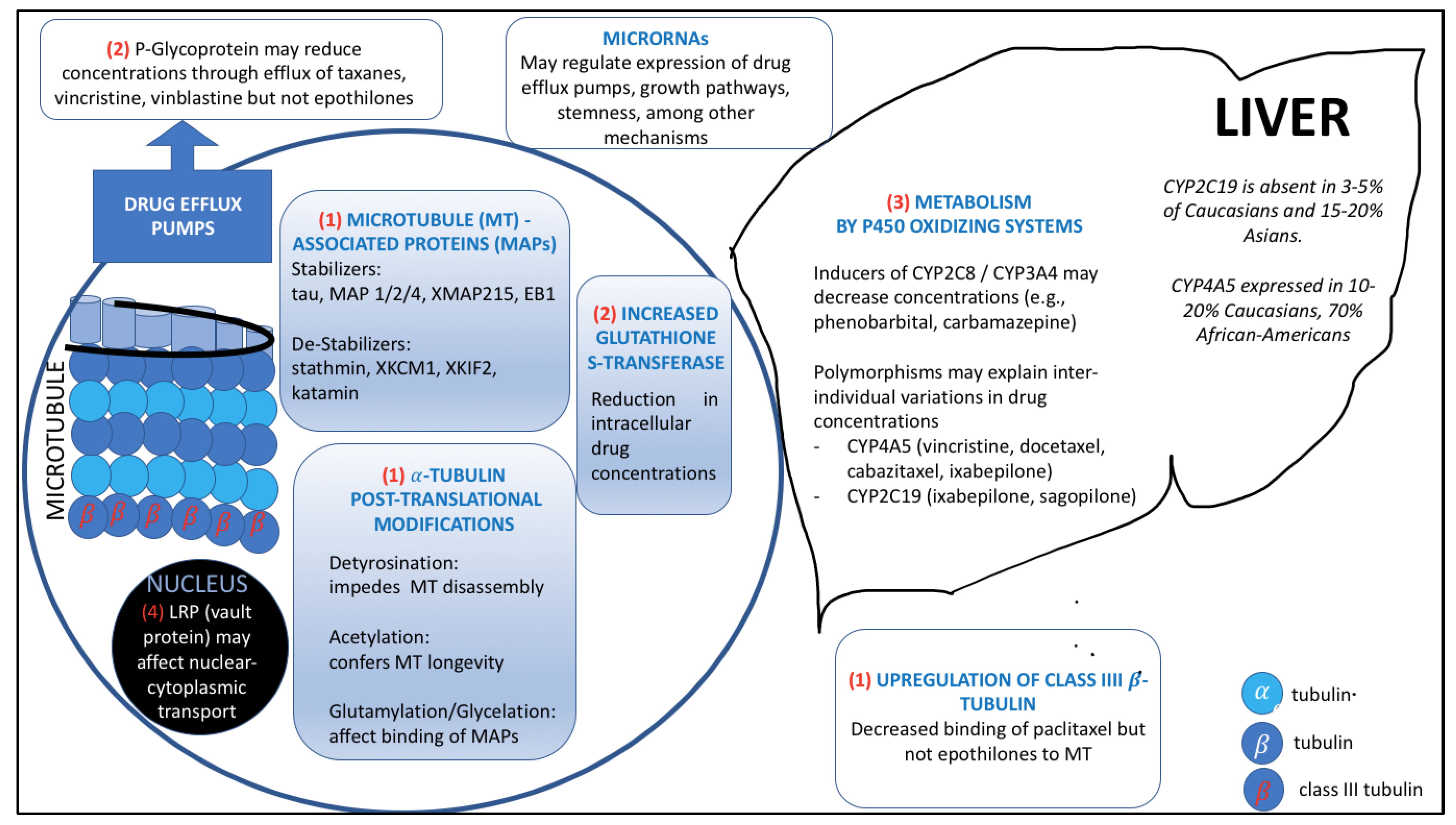 Cancers 13 06239 g001