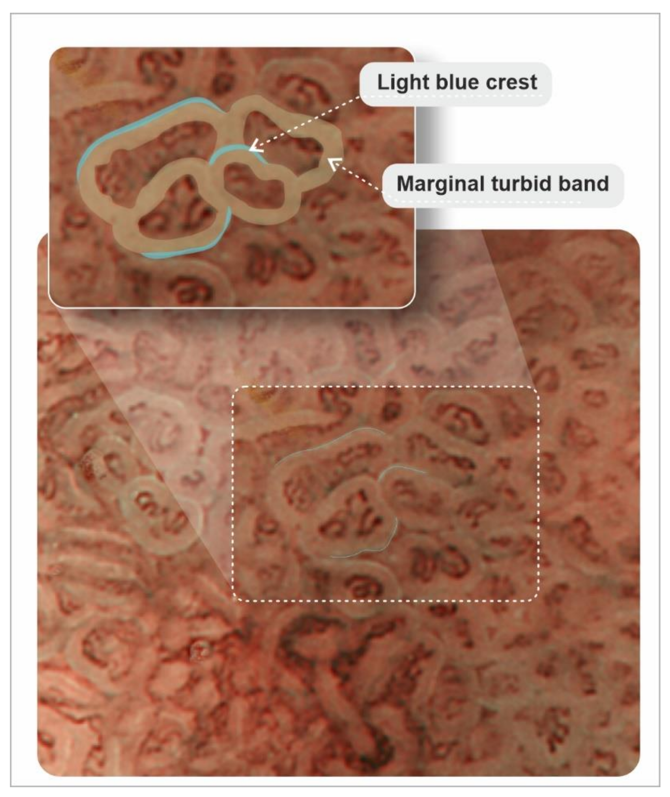 Cancers 13 06242 g007