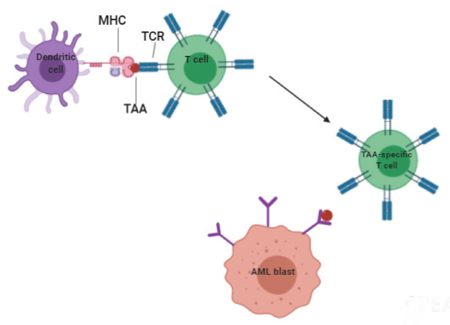 Cancers 13 06246 g003 Cancers 13 06246 g003