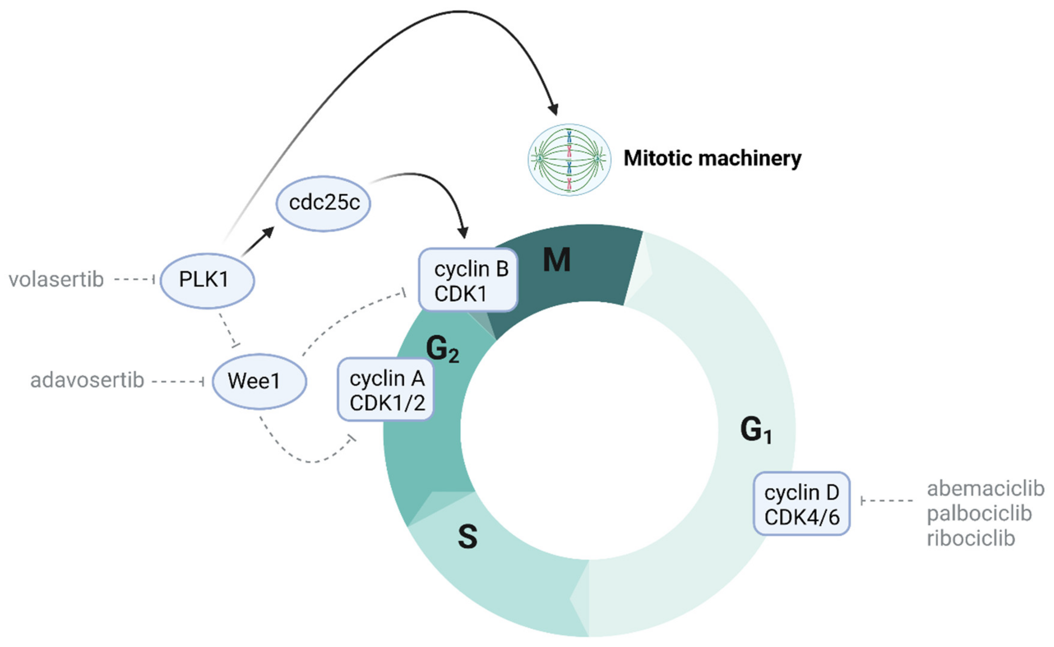 Cancers 13 06251 g002 Cancers 13 06251 g002