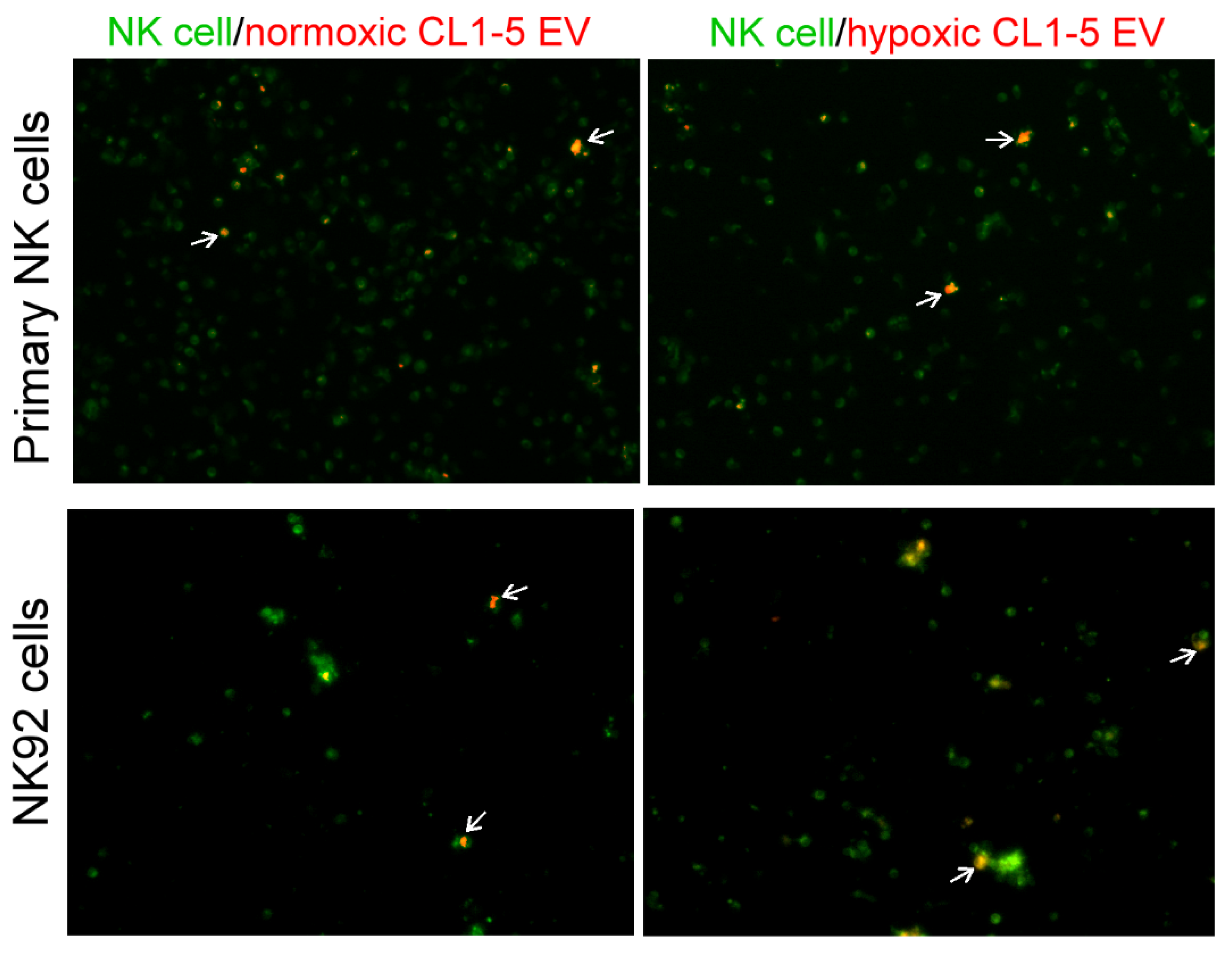 Cancers 13 06252 g0a1 550