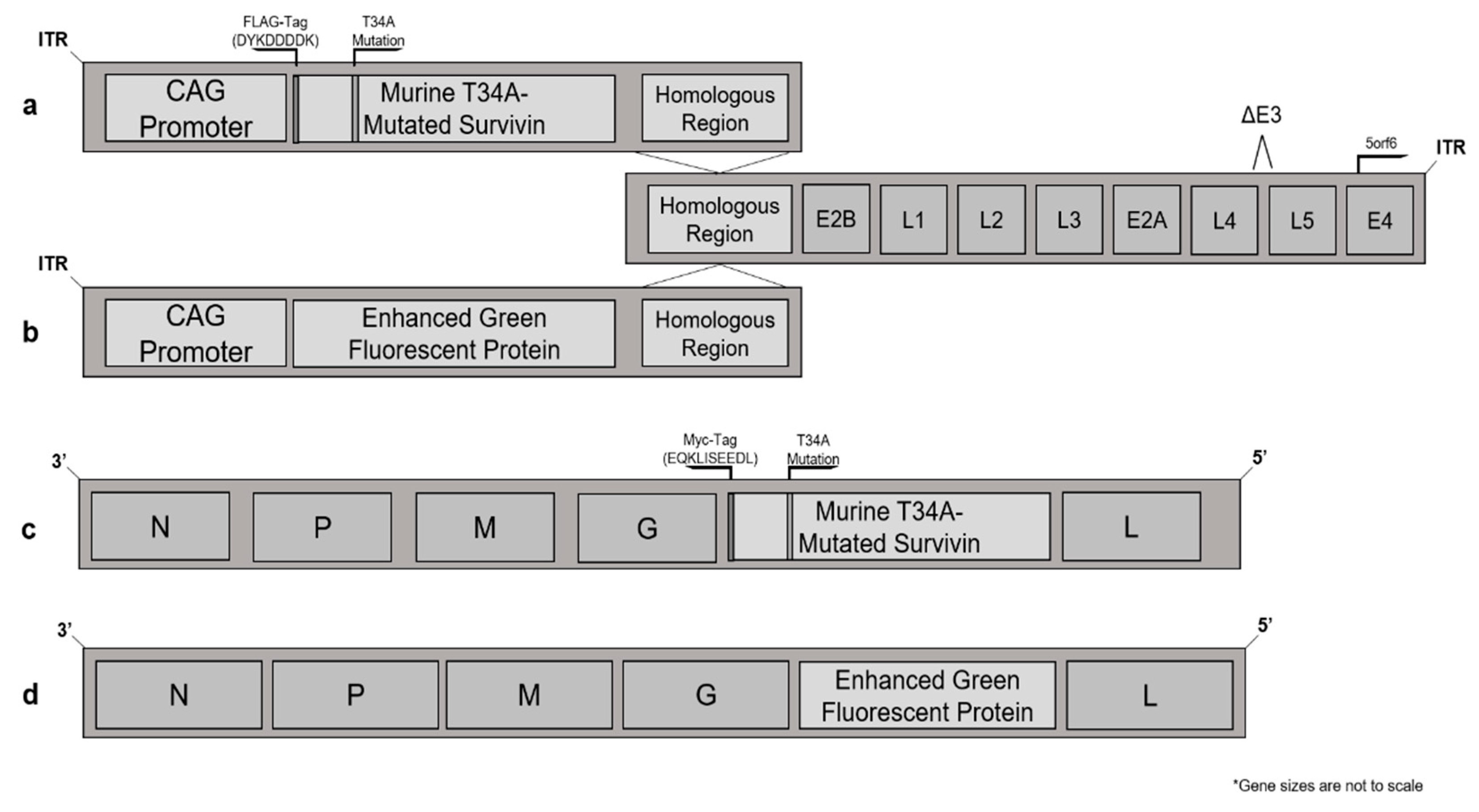 Cancers 13 06270 g001a Cancers 13 06270 g001a