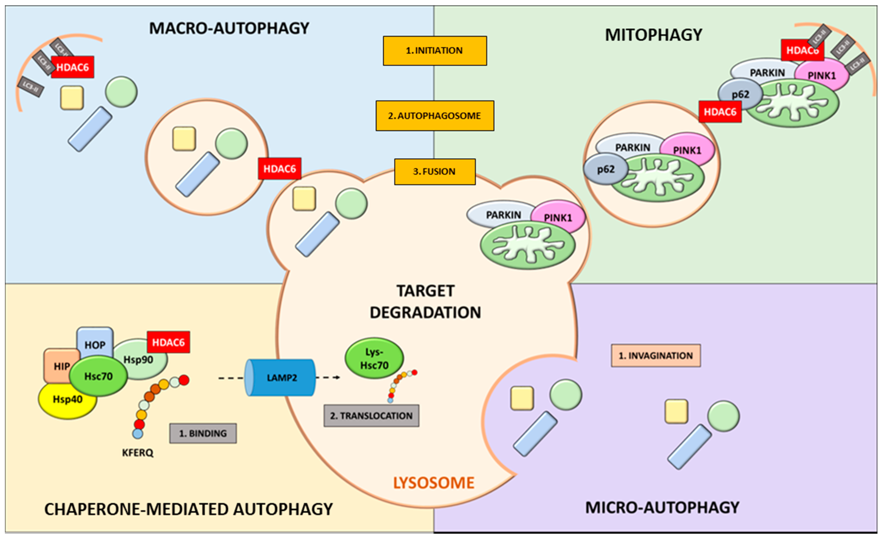 Novel Sustainable-by-Design HDAC Inhibitors for the Treatment of  Alzheimer's Disease