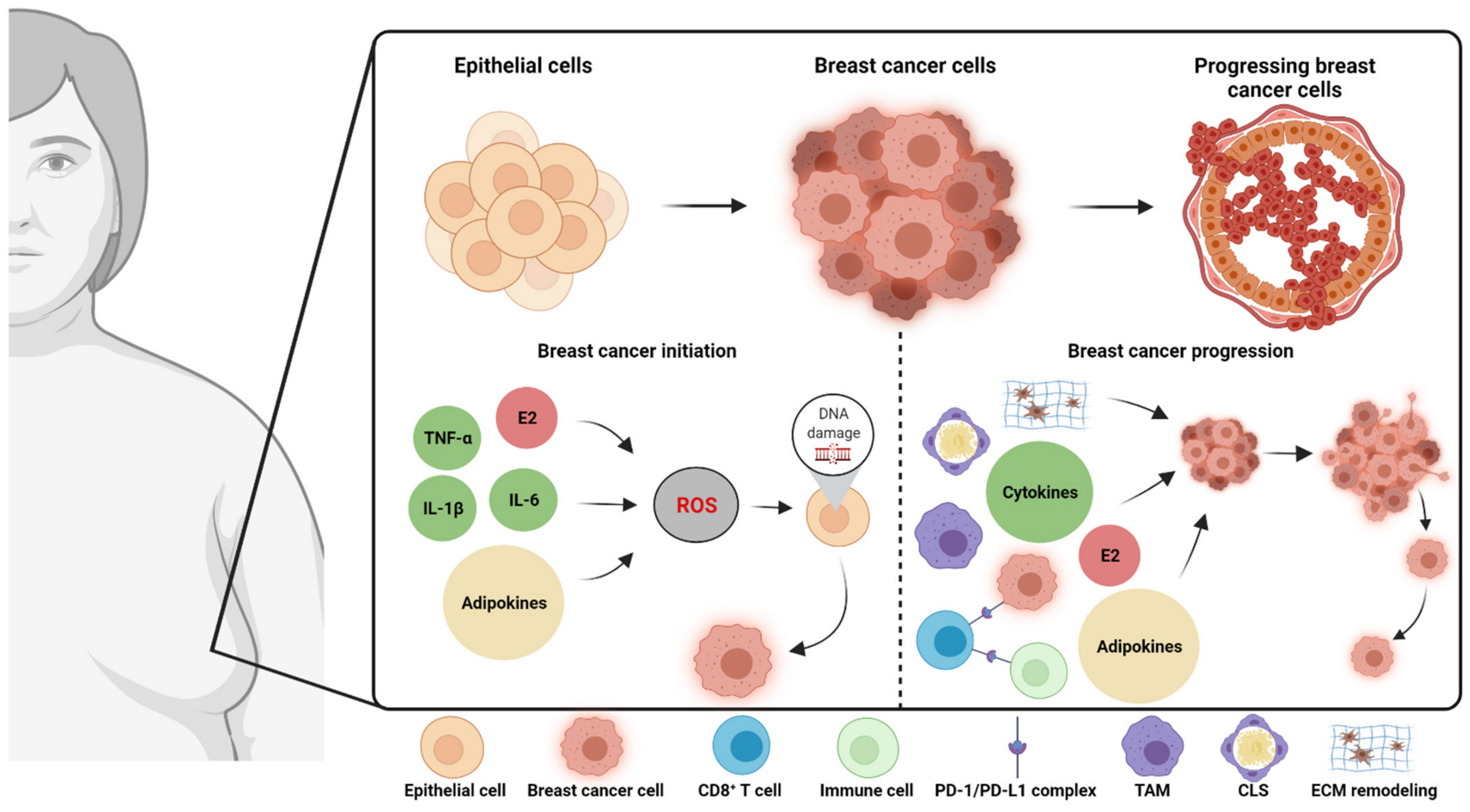 Cancers 13 06286 g001