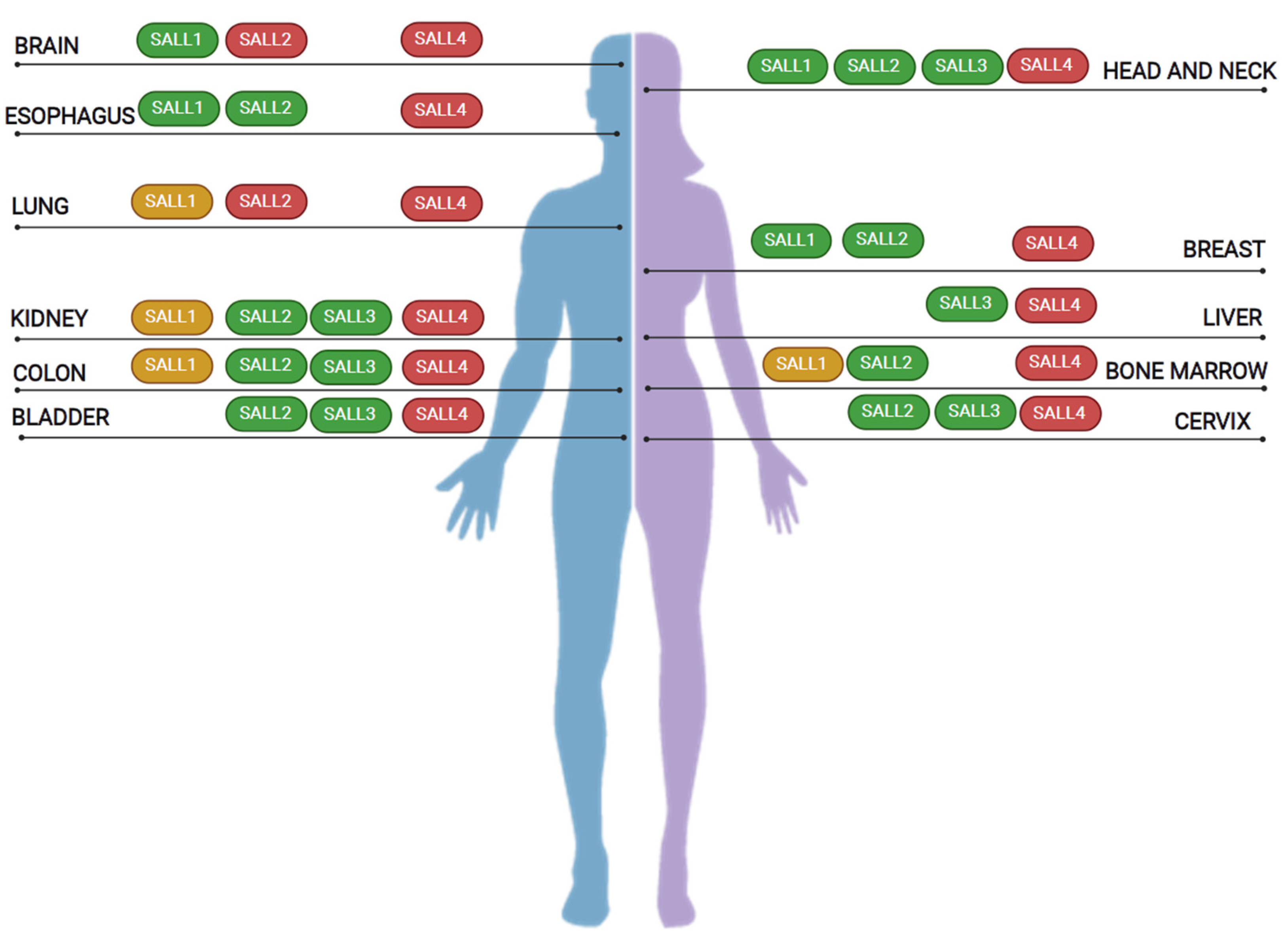 Cancers 13 06292 g003 Cancers 13 06292 g003