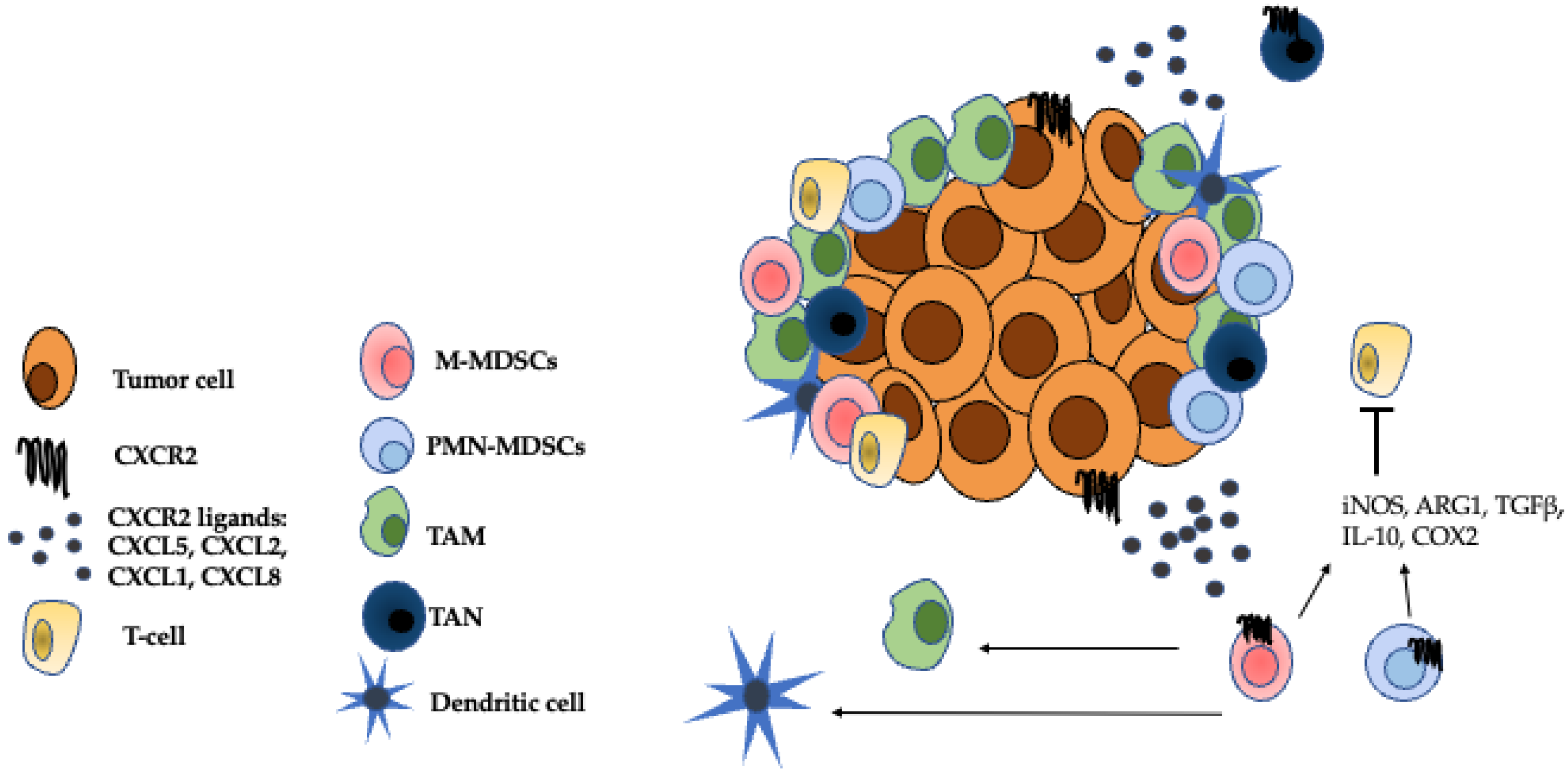 Cancers 13 06293 g002