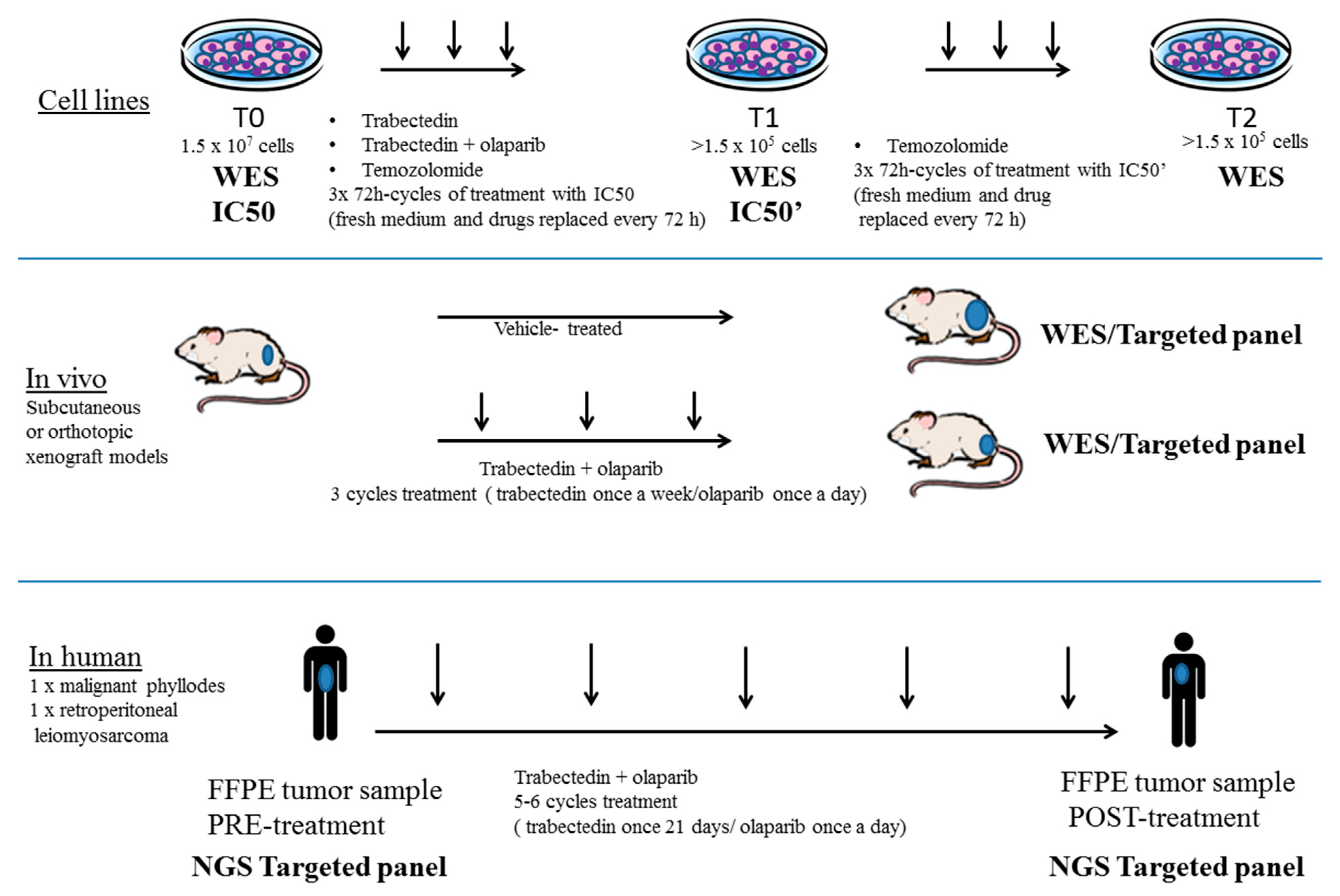 Cancers 13 06295 g001
