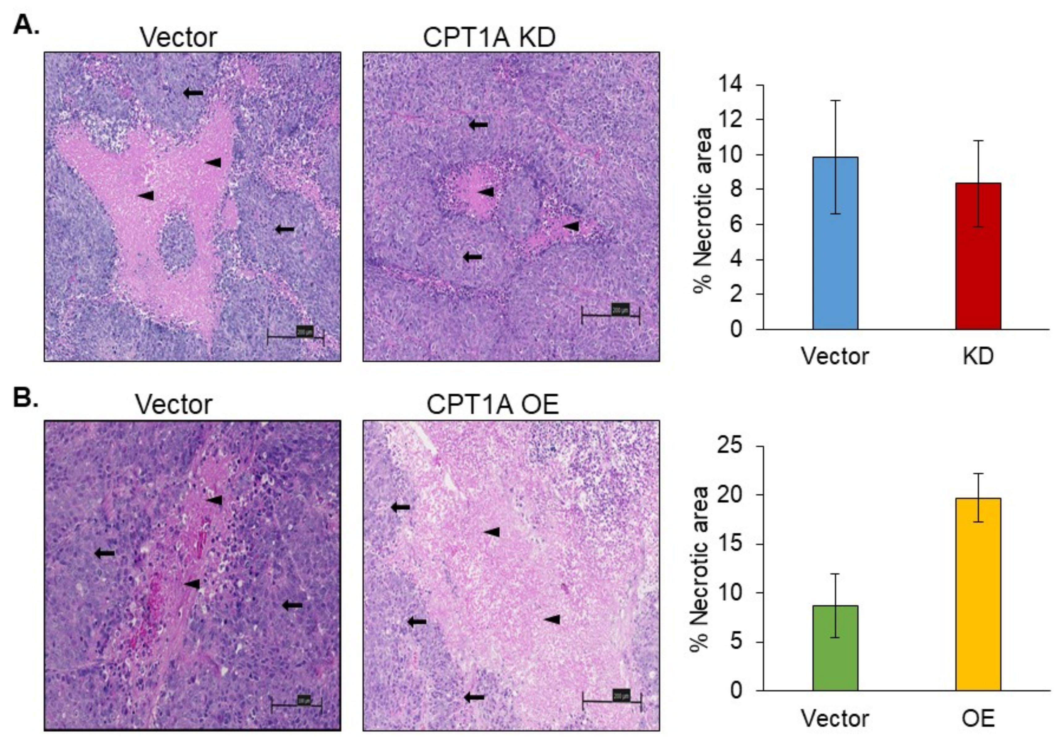 Cancers 13 06302 g005 550