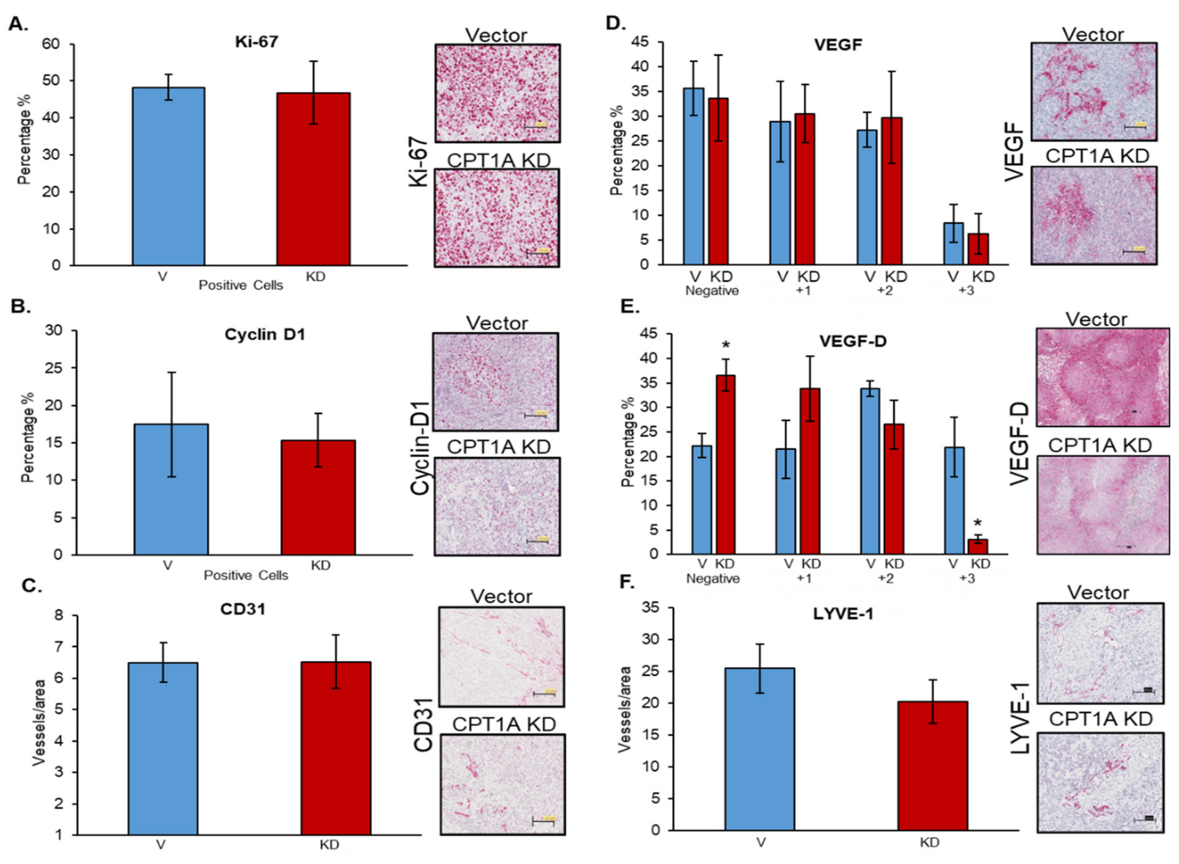 Cancers 13 06302 g006 550