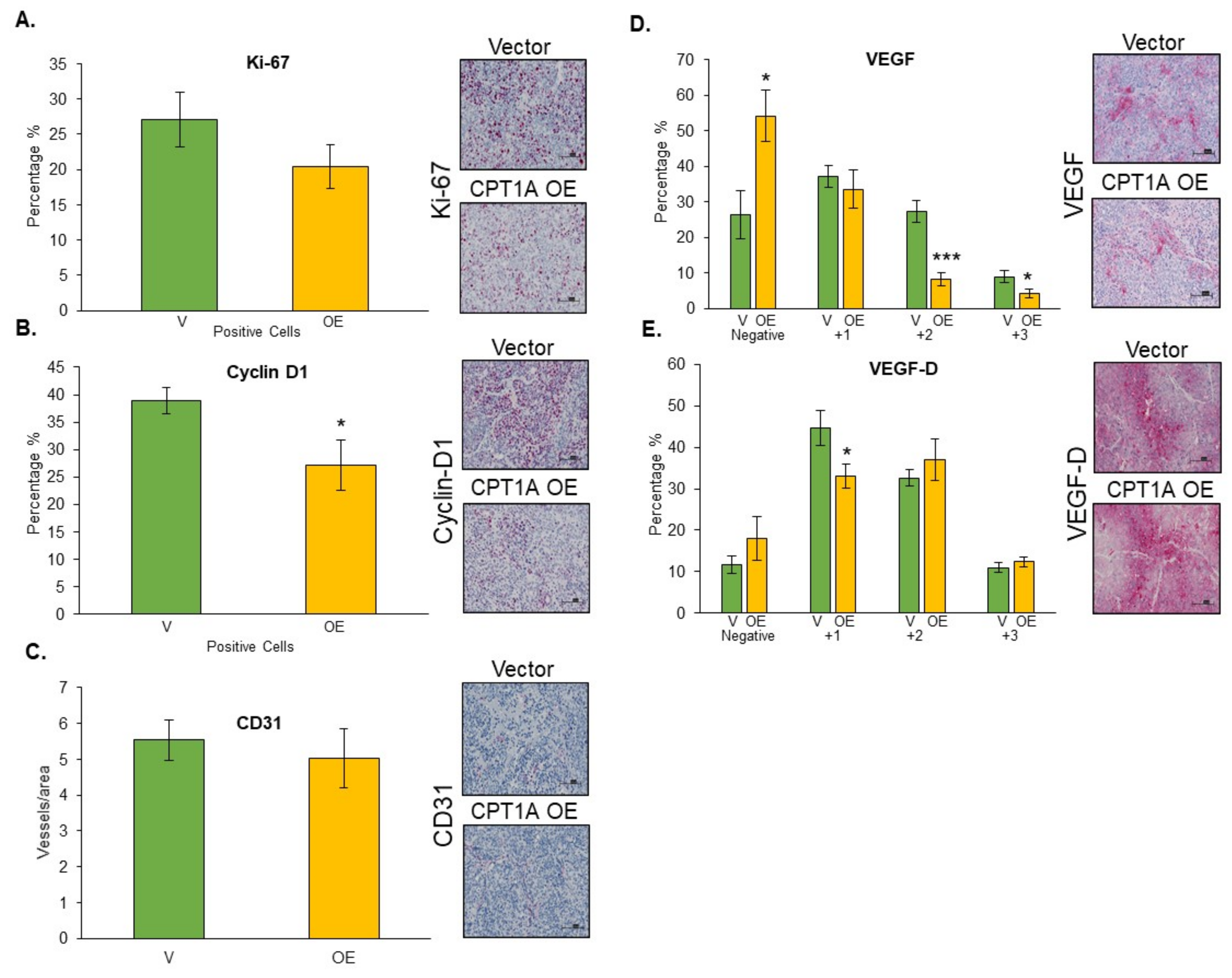 Cancers 13 06302 g007 550