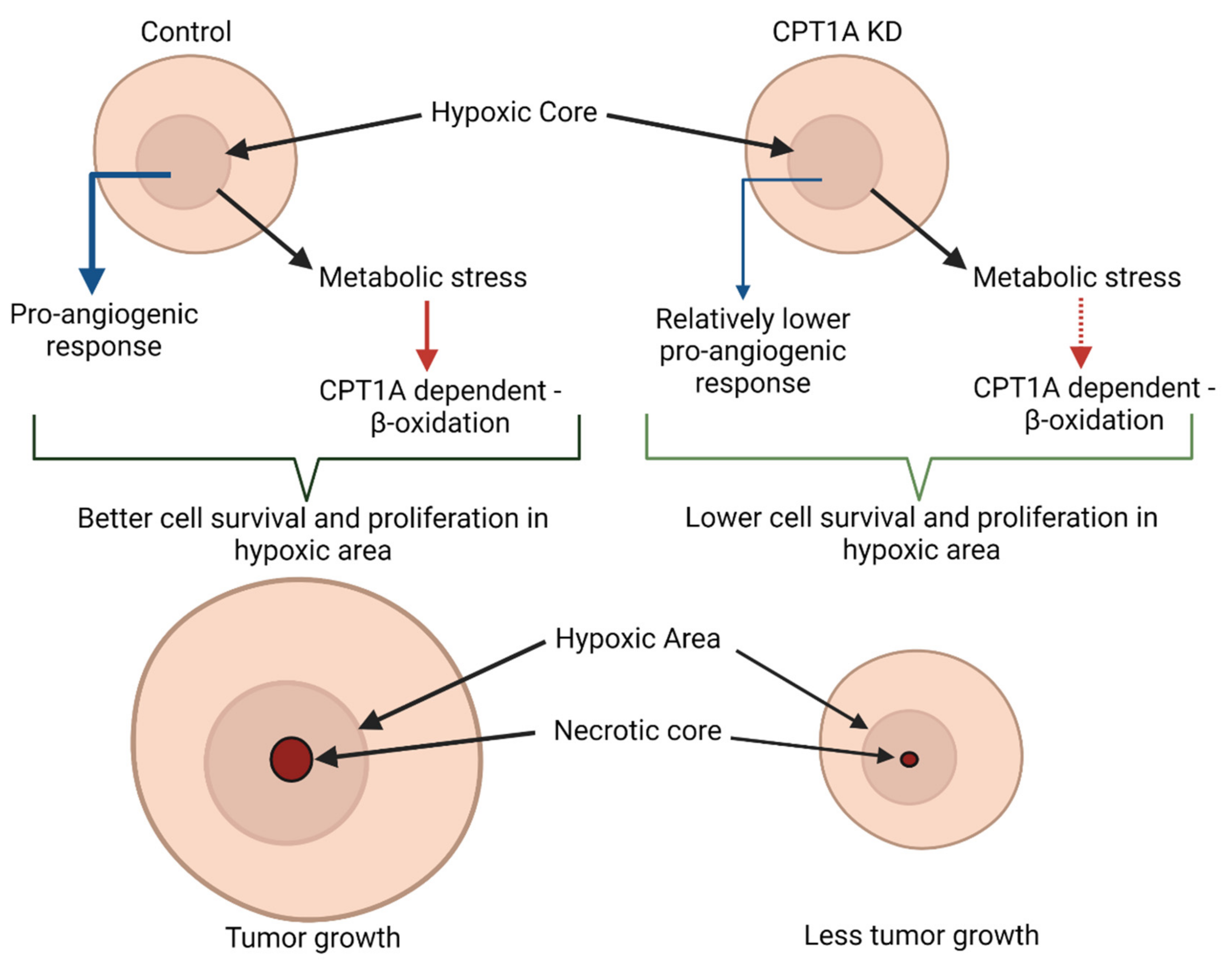 Cancers 13 06302 g008 550
