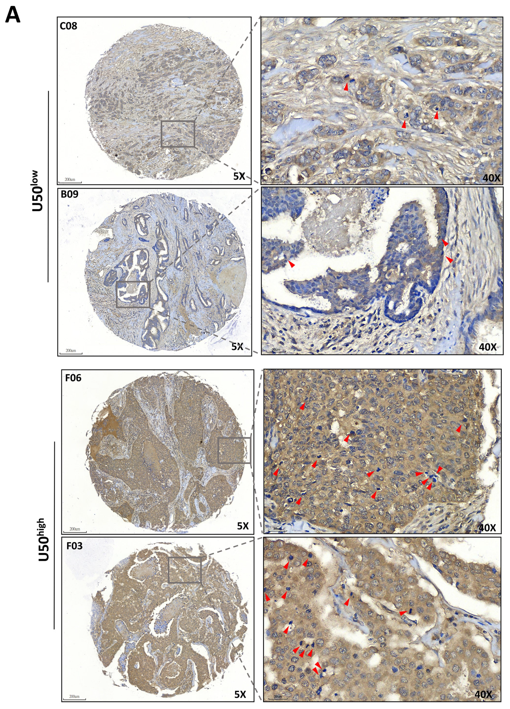 Cancers 13 06304 g005a 550