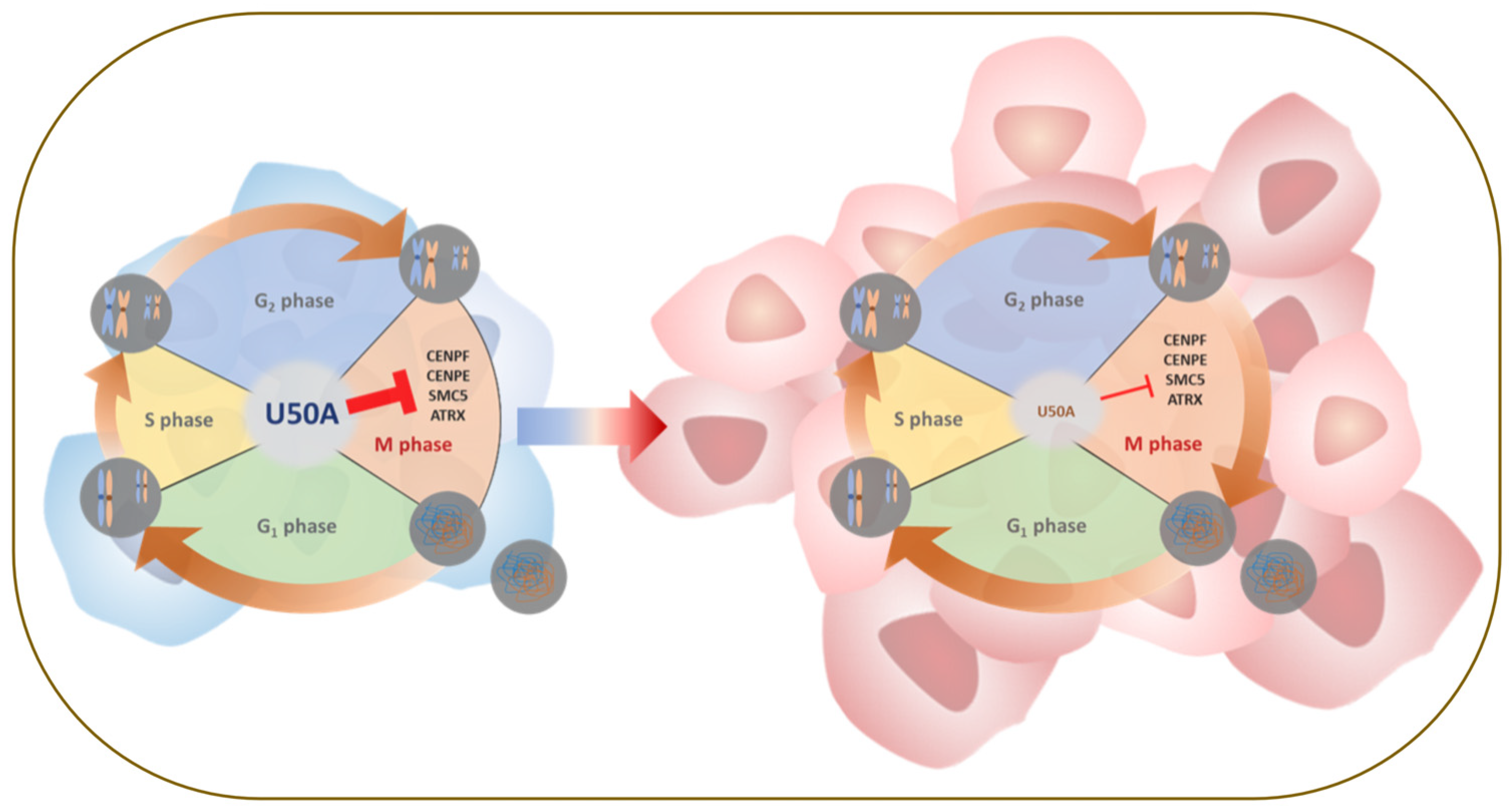 Cancers 13 06304 g006 550
