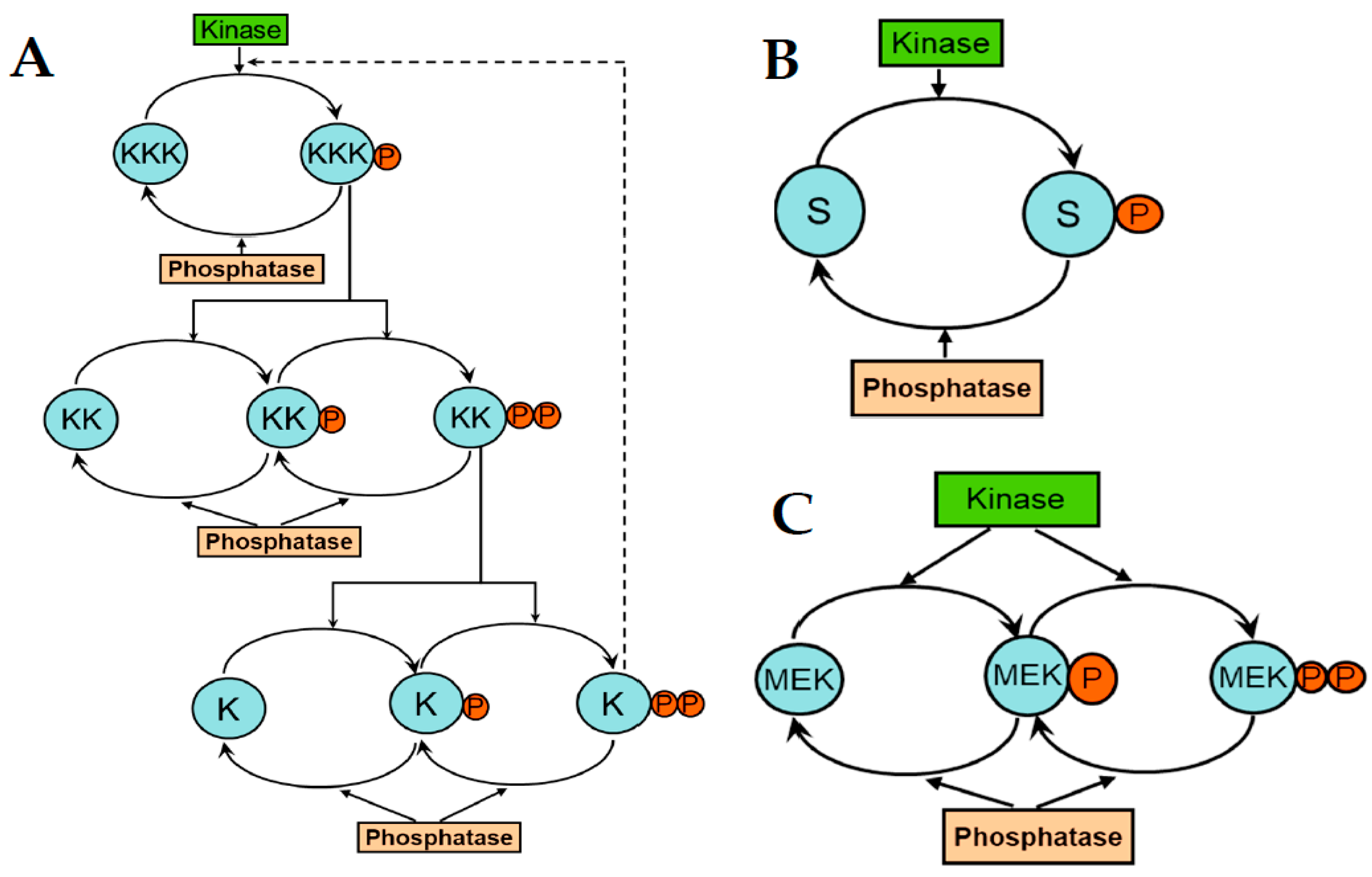 Cancers 13 06312 g002