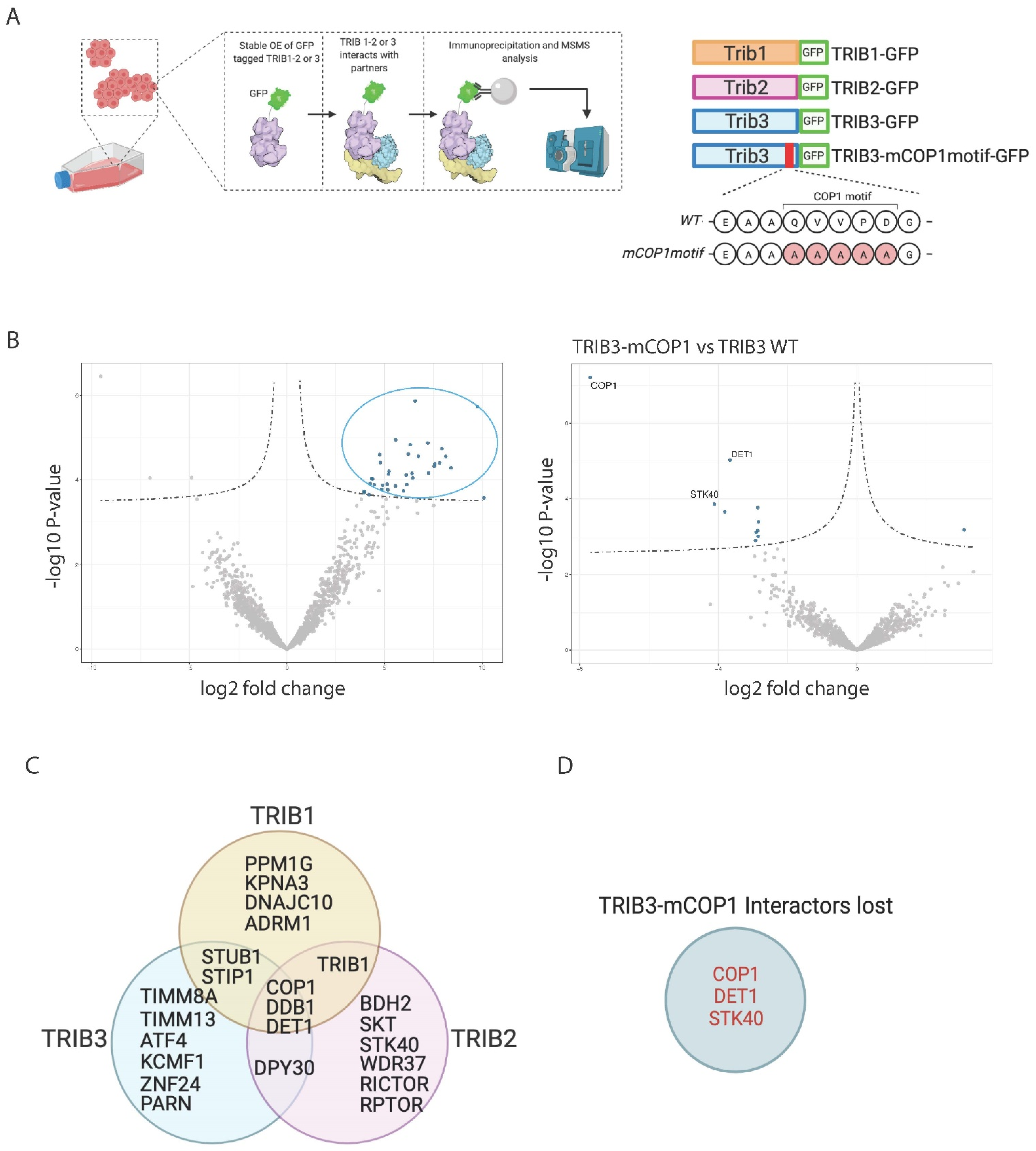 Cancers 13 06318 g001 Cancers 13 06318 g001