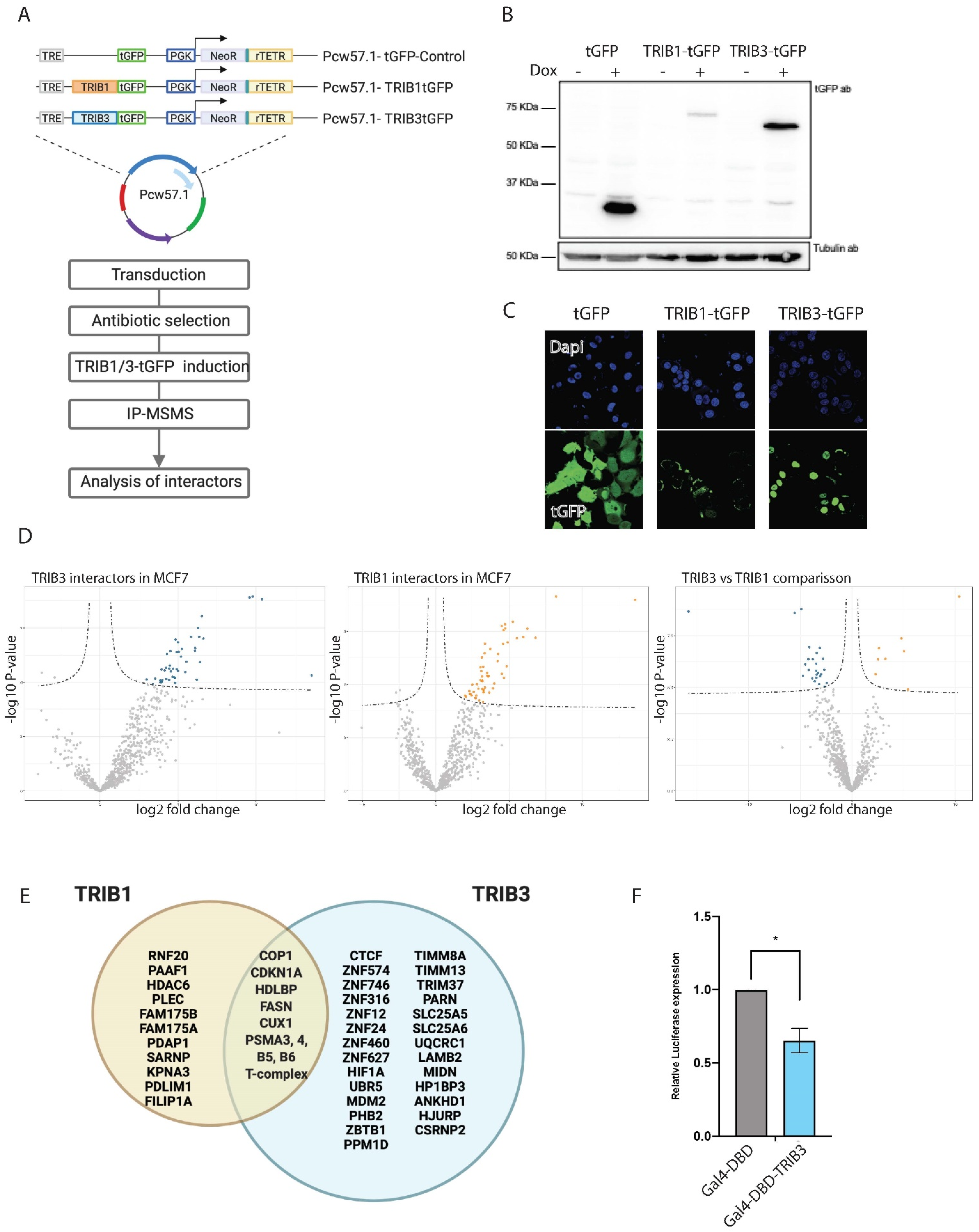 Cancers 13 06318 g003 Cancers 13 06318 g003