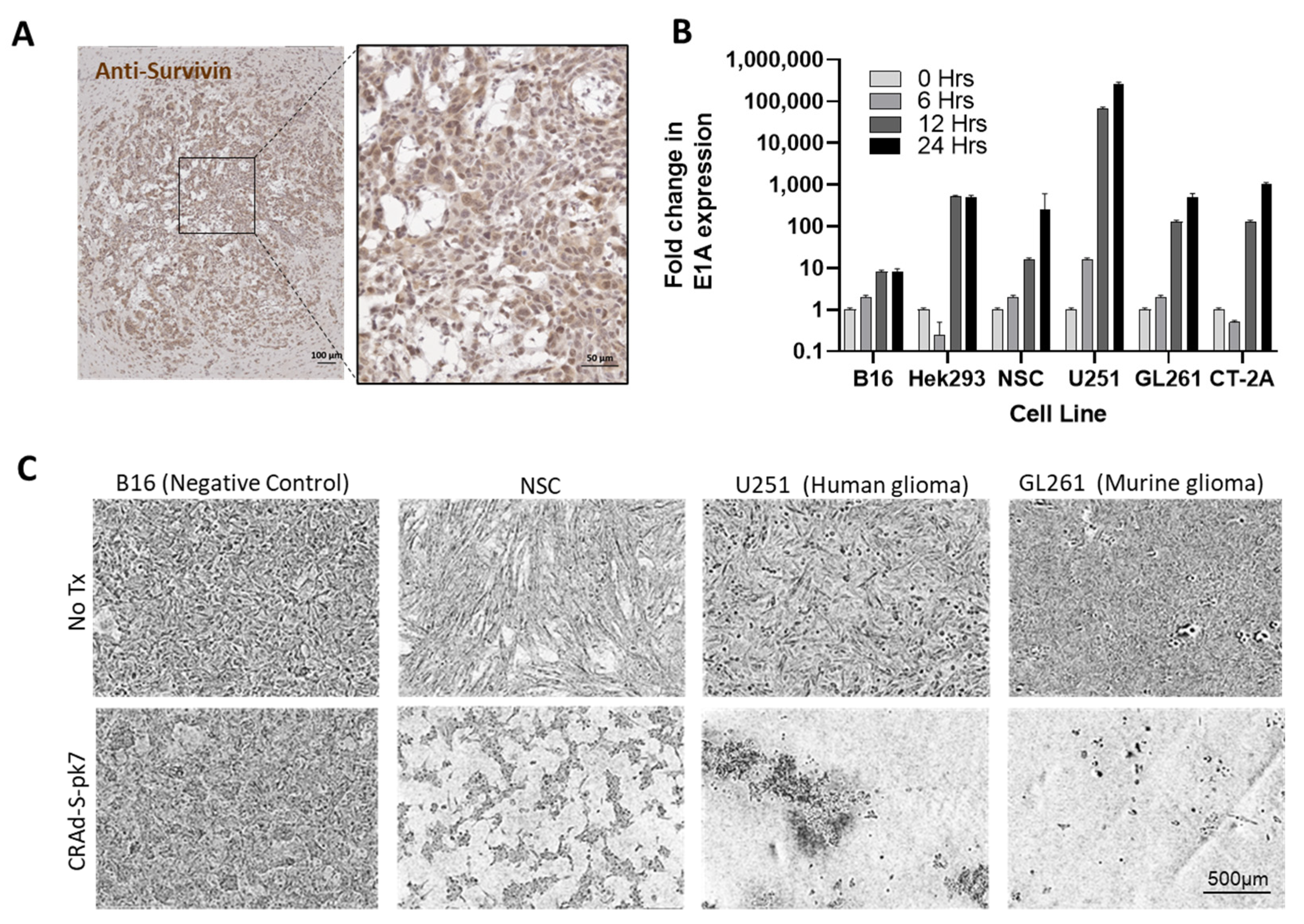 Cancers 13 06320 g001