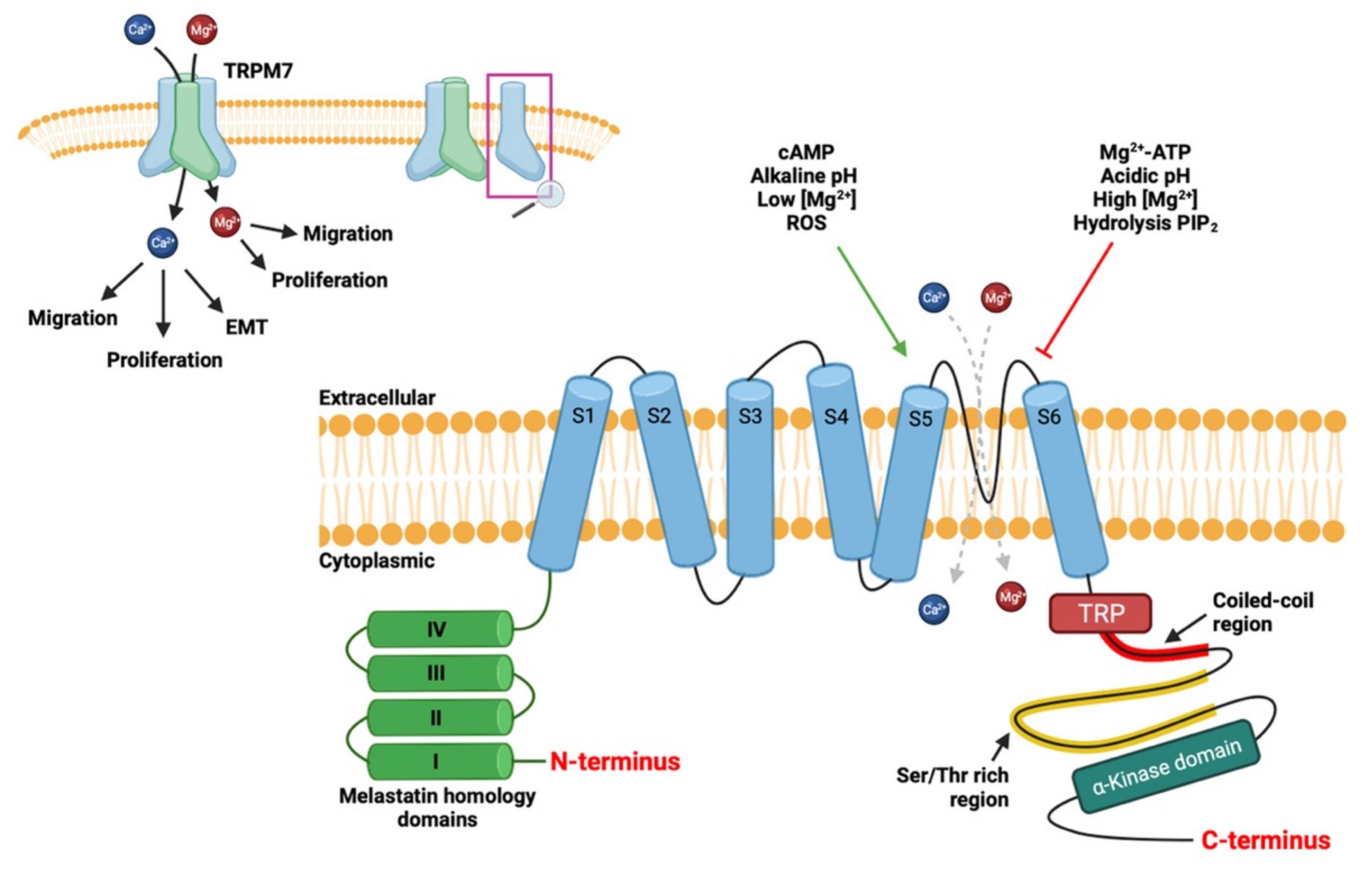 Cancers 13 06322 g002
