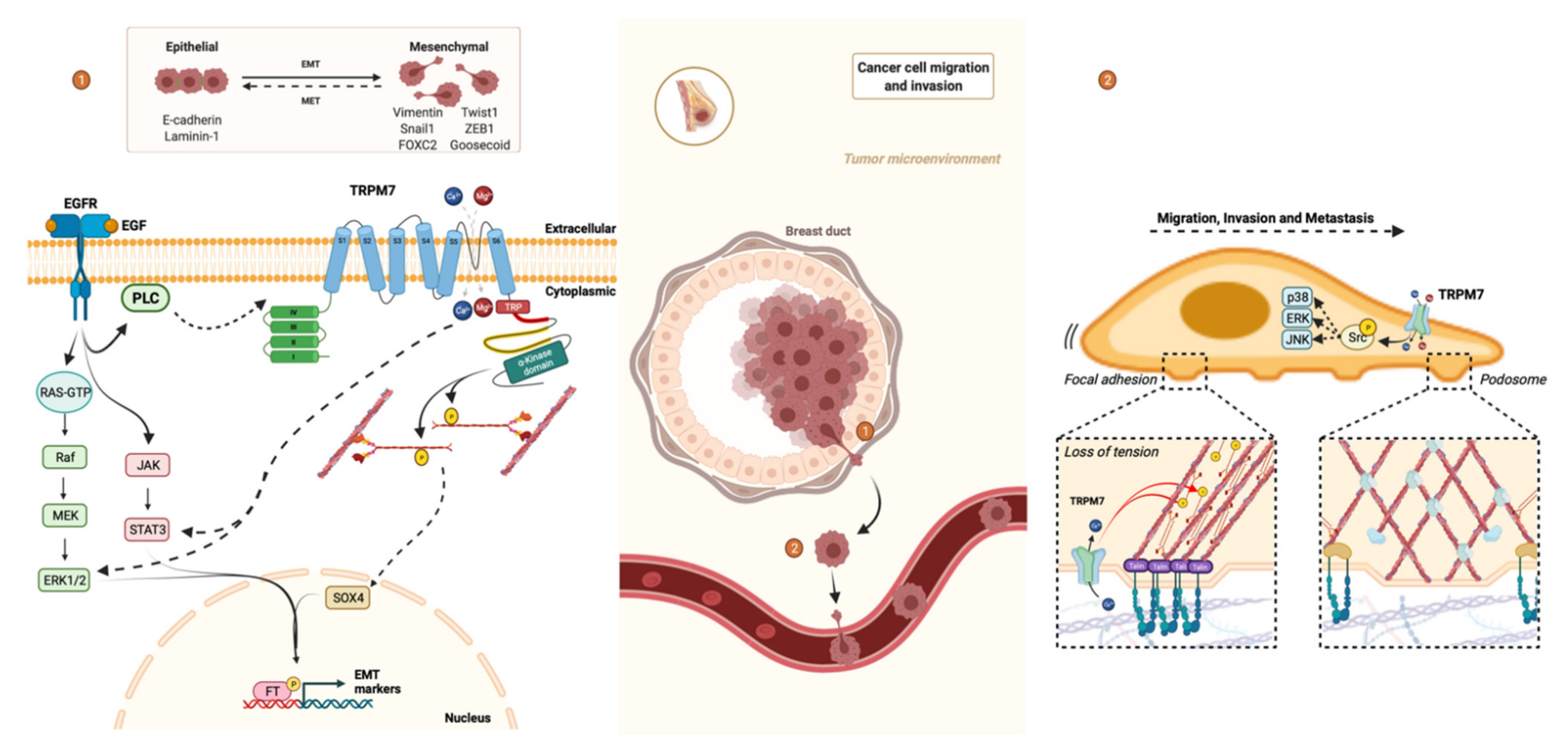Cancers 13 06322 g003
