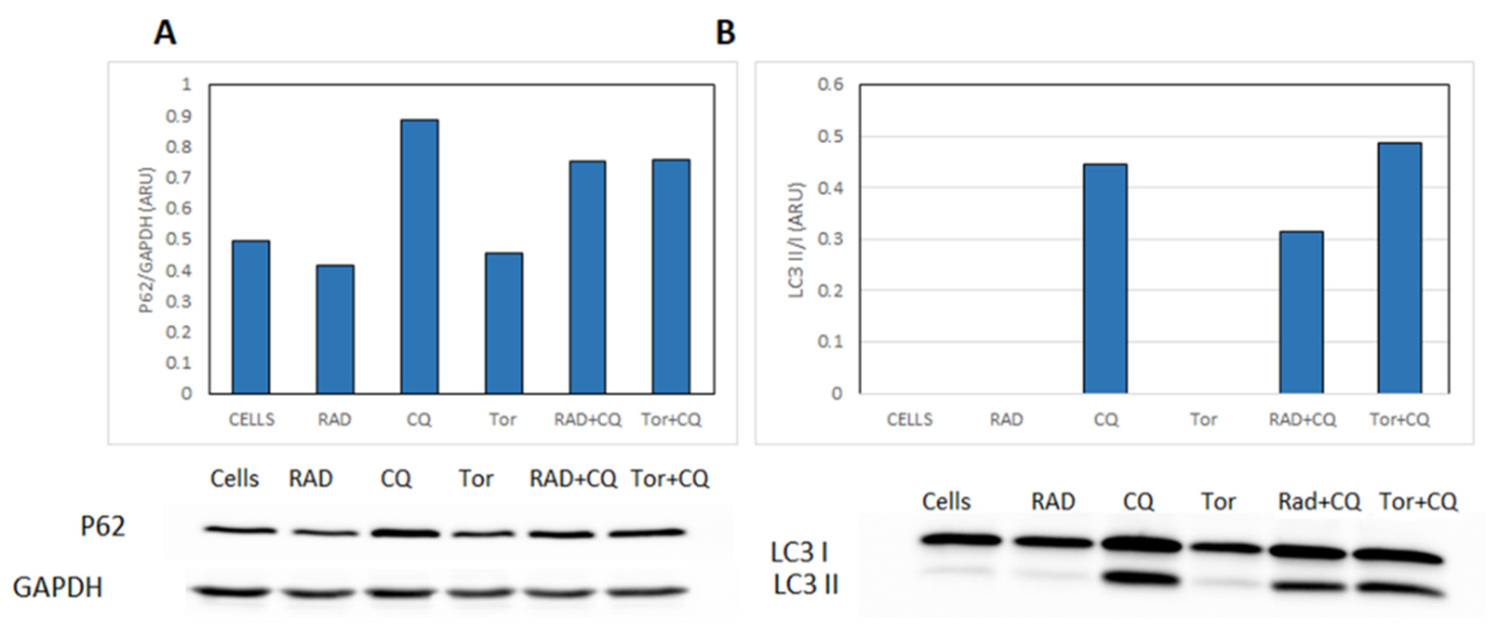 Cancers 13 06327 g006 Cancers 13 06327 g006