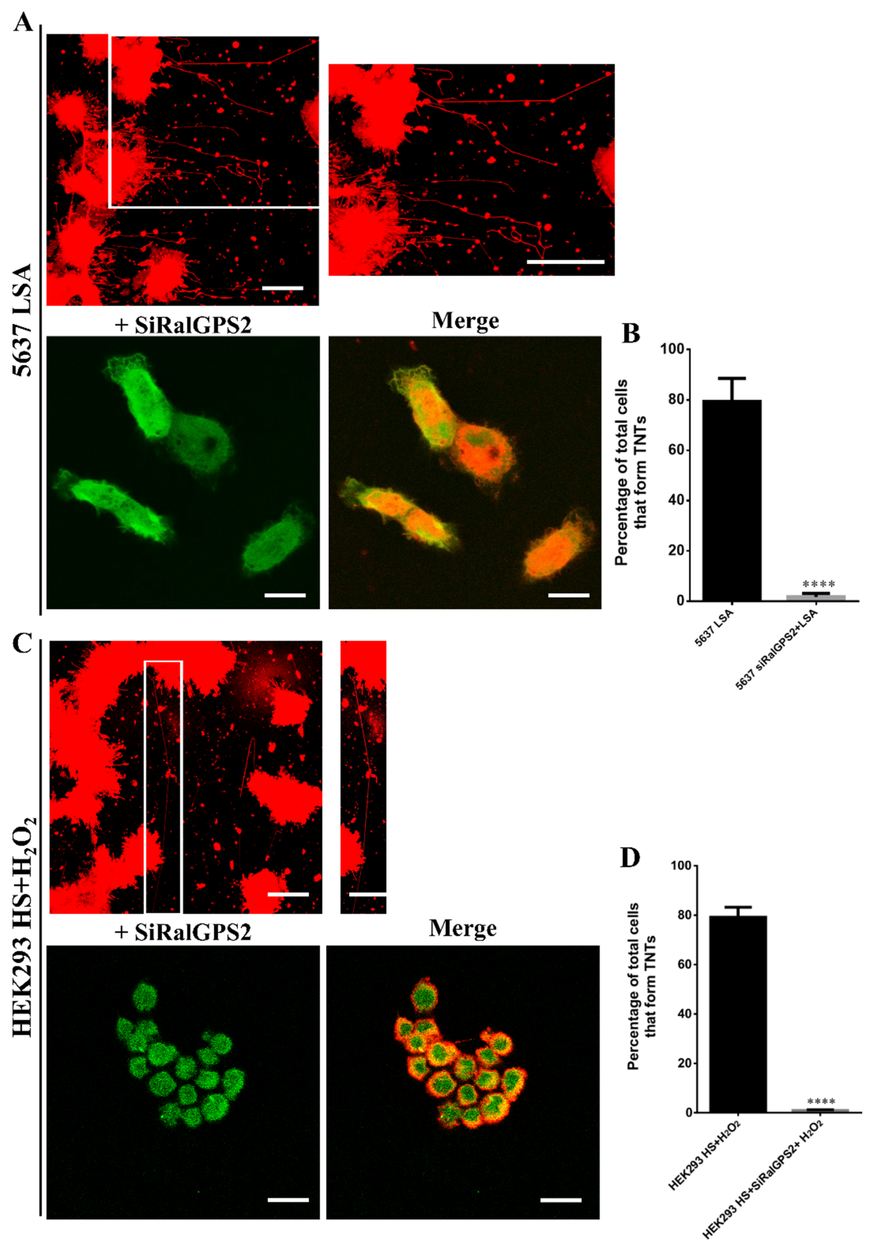 Cancers 13 06330 g008 Cancers 13 06330 g008