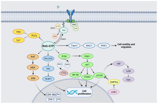 cancers free full text targeting kras in nsclc old failures and new options for ldquo non g12c rdquo patients html