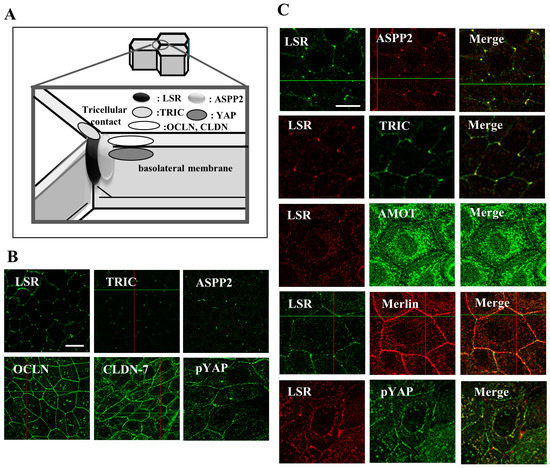 大人気新品  Tight Tricellular of Roles The Junction Angulin-1 Protein トップス