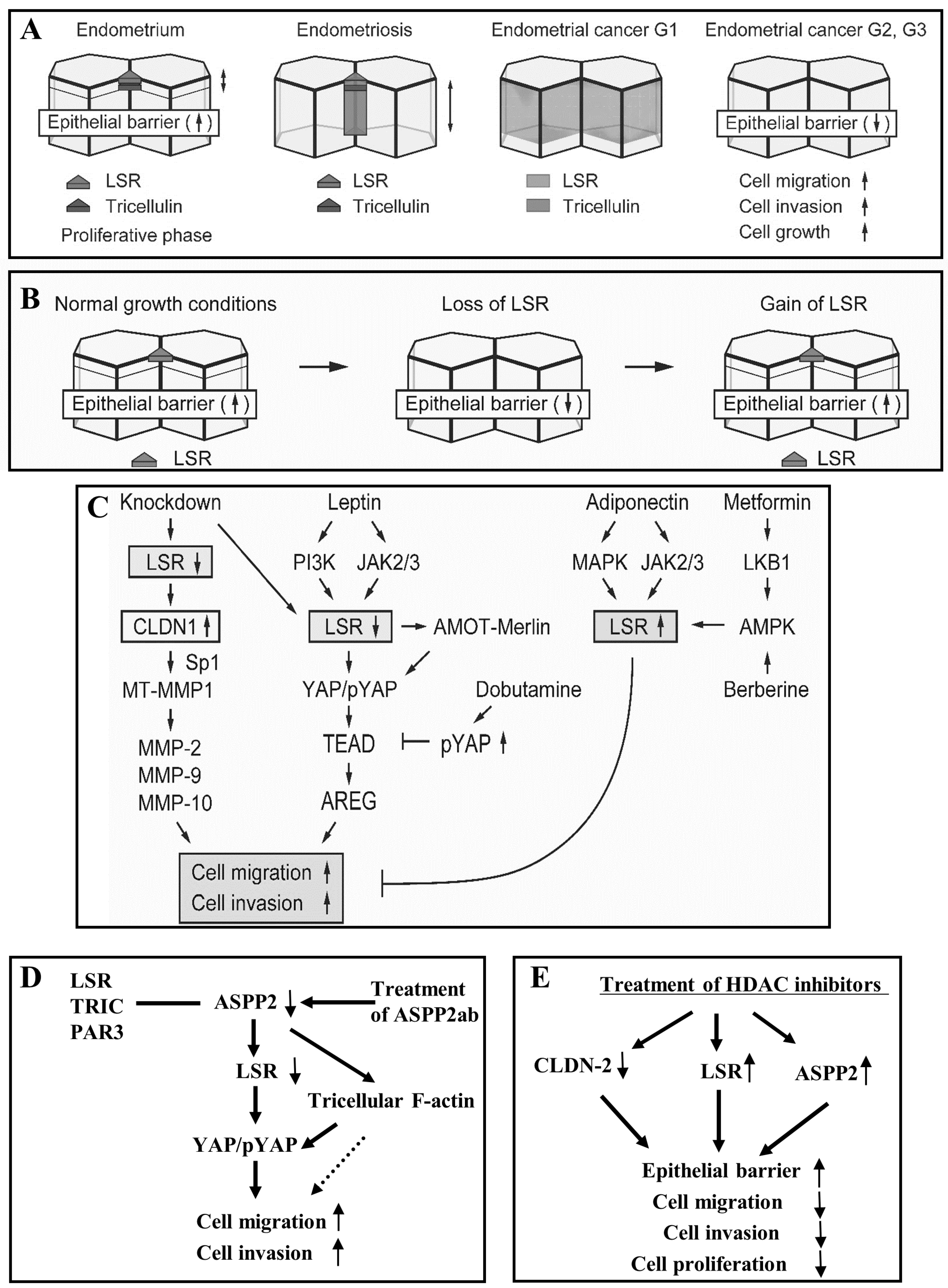 The Roles of Tricellular Tight Junction Protein Angulin-1 The Roles of Tricellular Tight Junction Protein Angulin-1