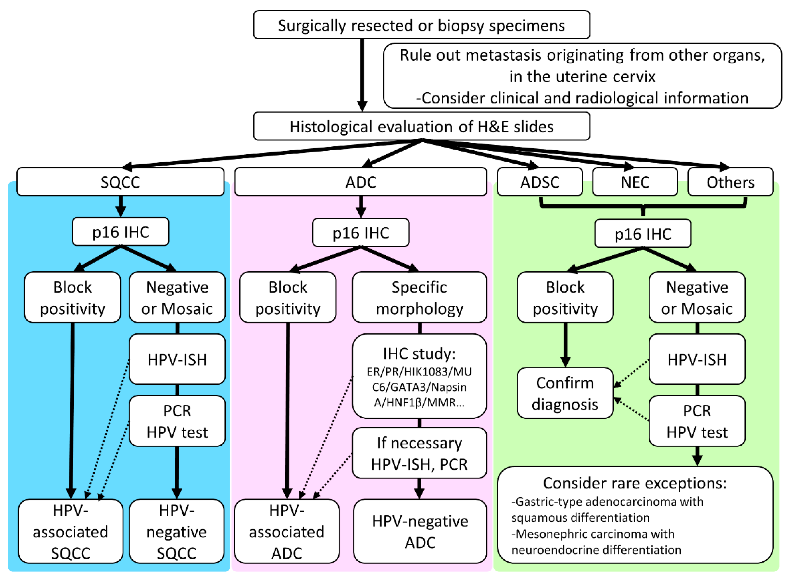 Cancers | Free Full-Text | Molecular Pathology Of Human Papilloma  Virus-Negative Cervical Cancers | Html